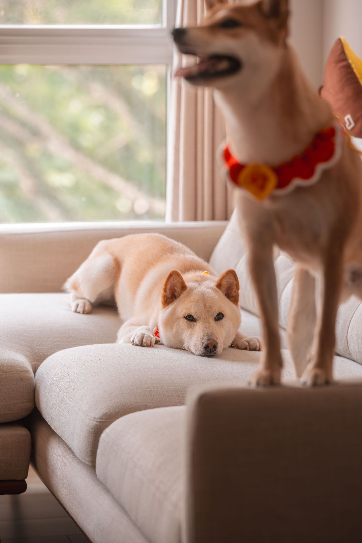 Two dogs on a beige sofa, one lying down relaxed and one standing wearing a red floral collar near a bright window.