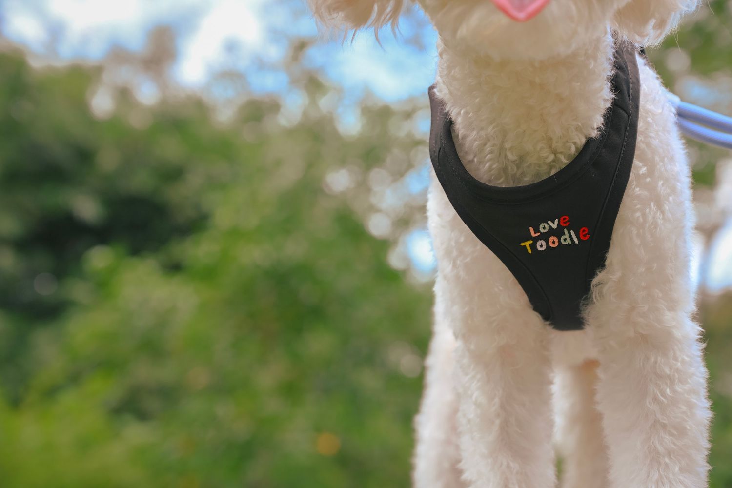 A white dog wearing a black harness with text against a blurred green background.