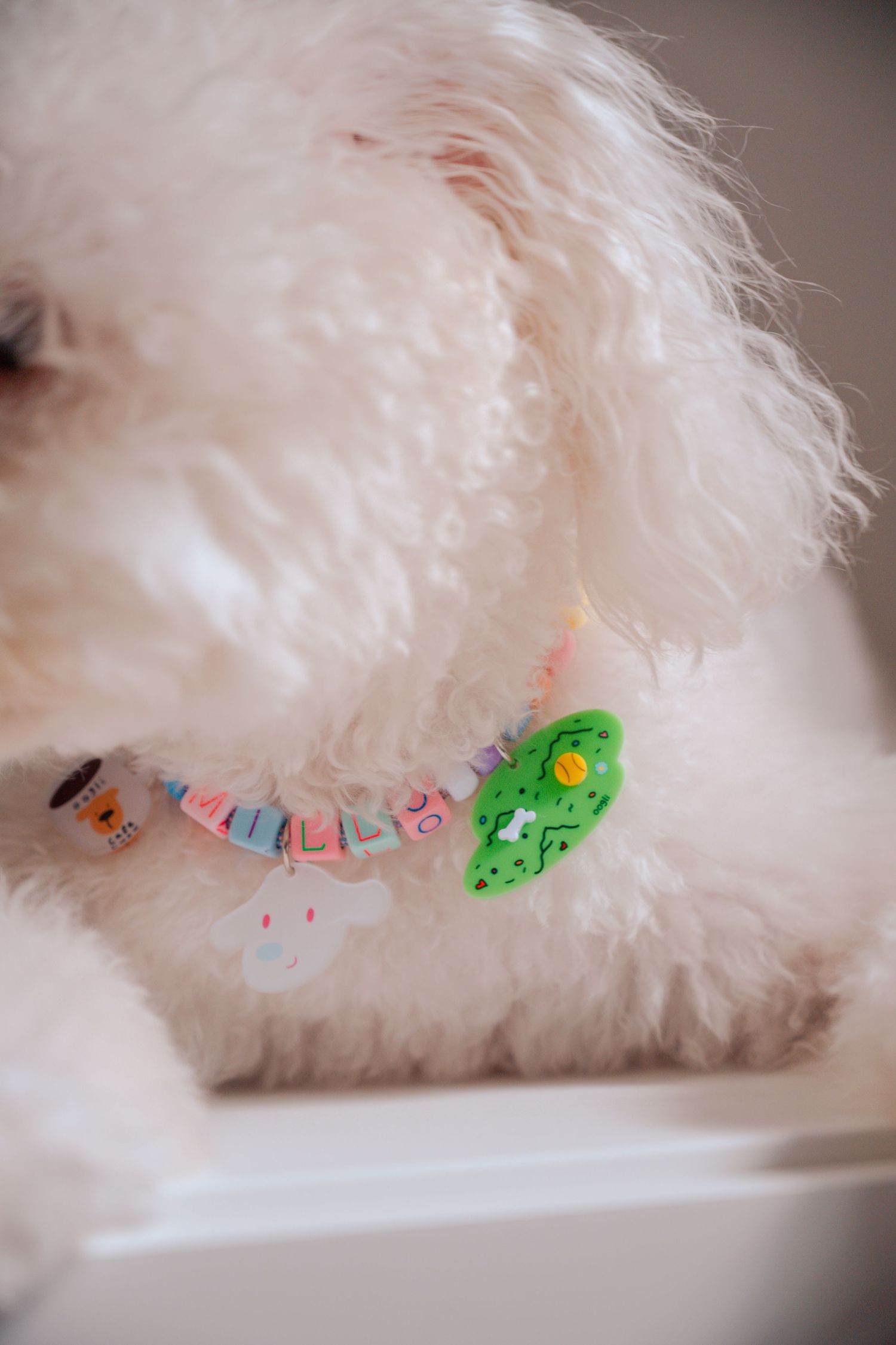 White dog's fur with decorative green and pastel colored beads on collar.