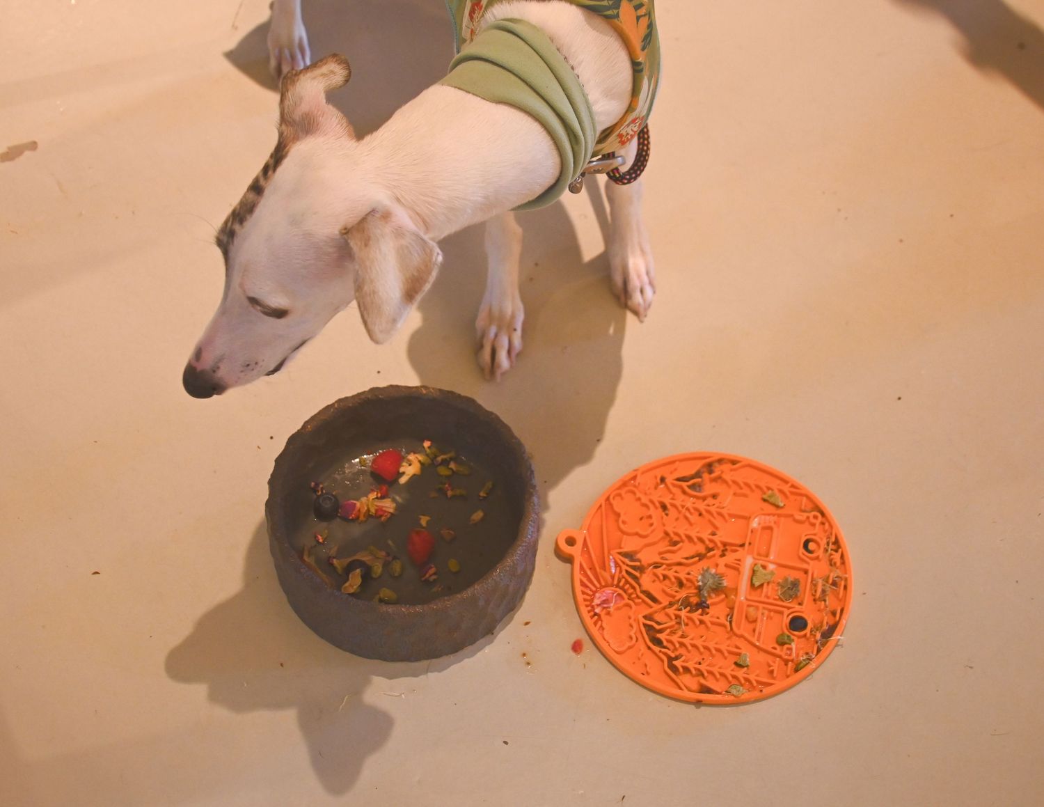 A white dog wearing a green harness sniffs a dark bowl beside an orange lid on a beige floor.