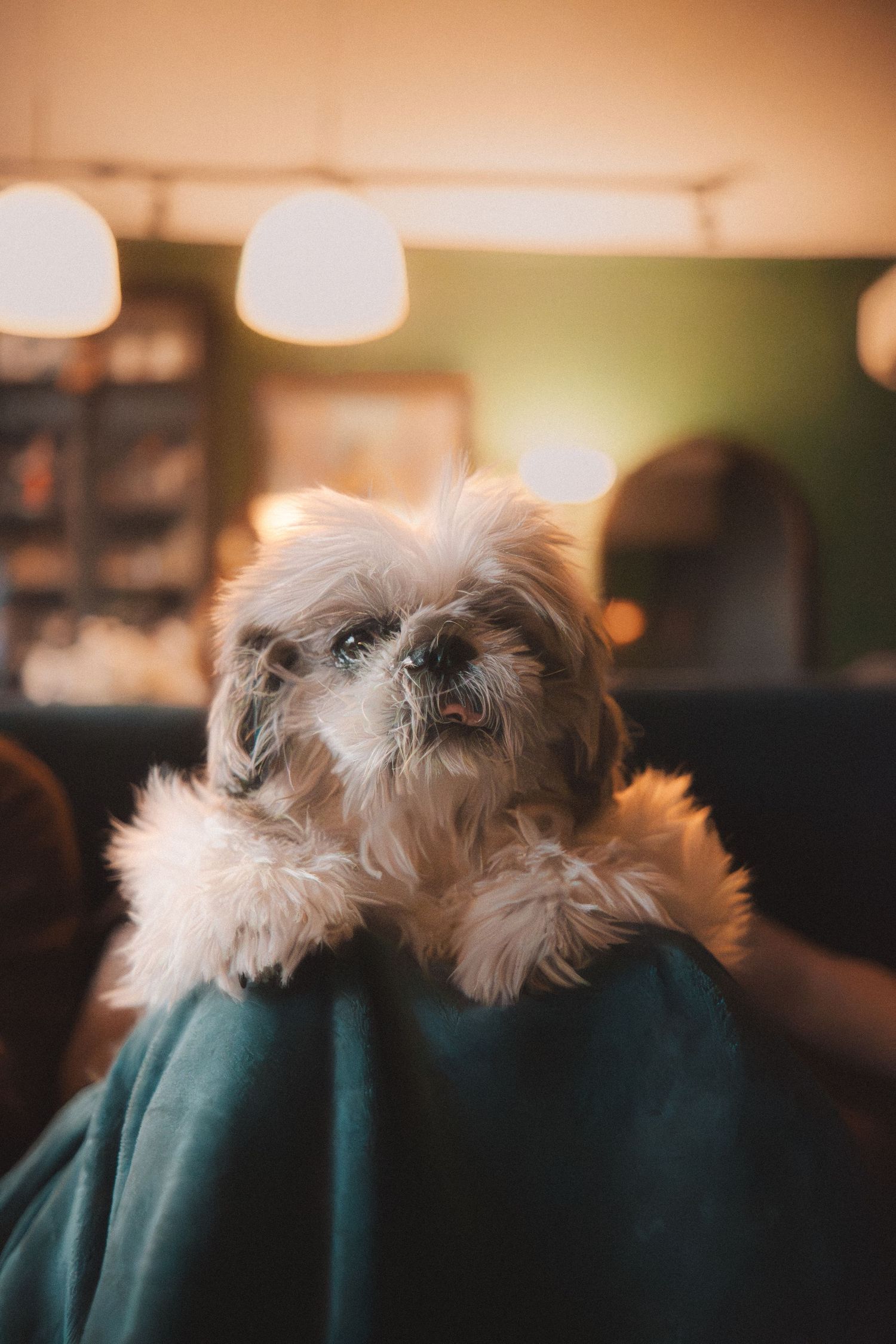 A small fluffy dog peeks over the back of a dark teal couch in a dimly lit room with bokeh lighting effects.