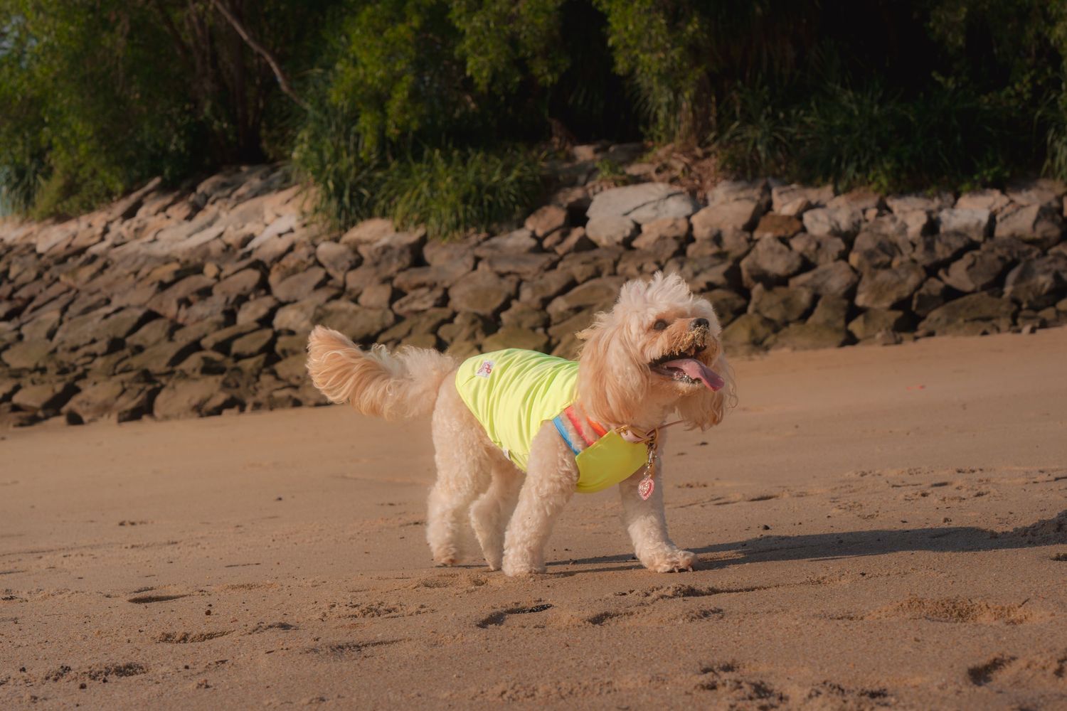 A fluffy golden dog wearing a yellow vest runs playfully on a sandy beach with rocks and trees in the background.