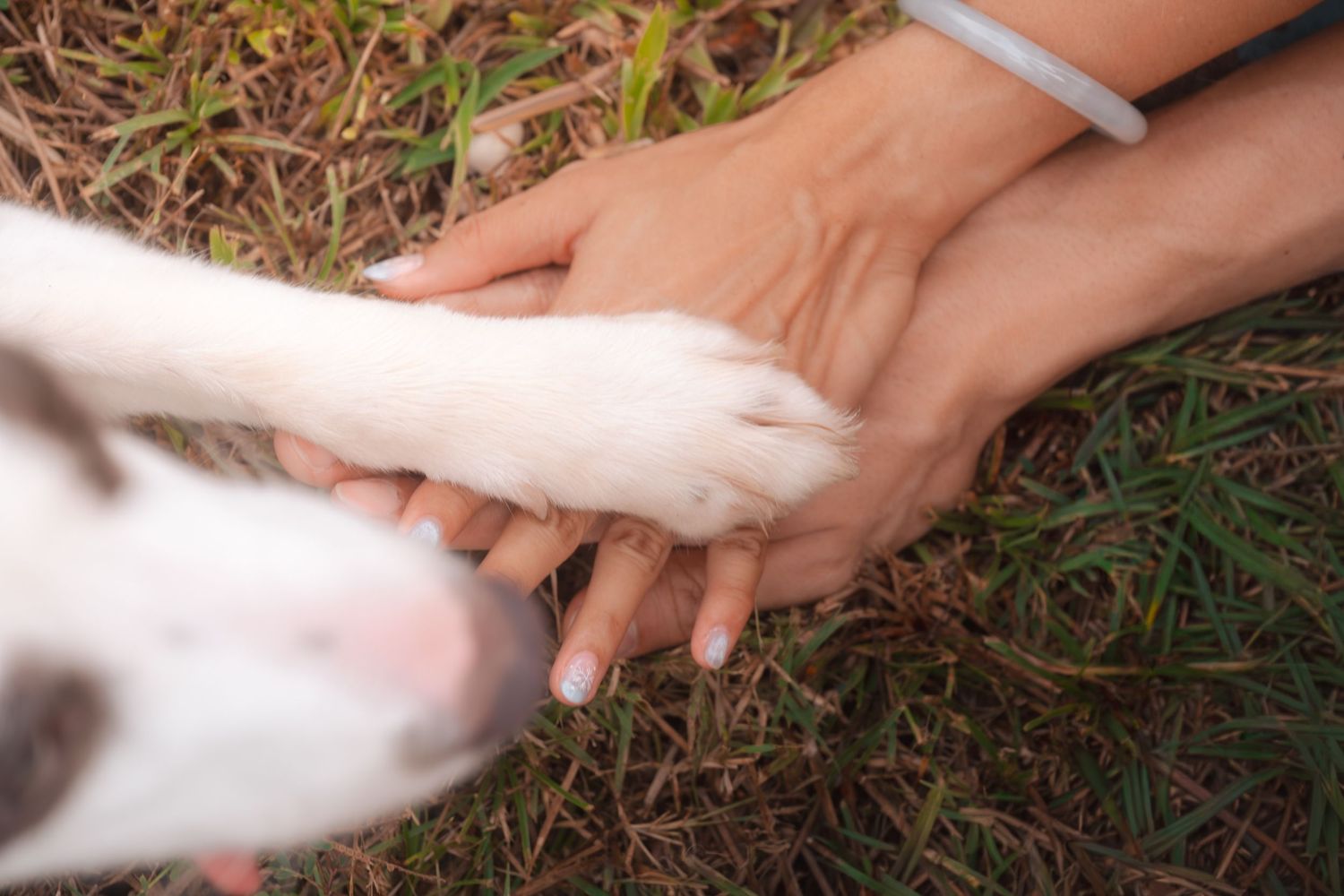 Person holding a white dog's paw with both hands on a grassy background, symbolizing trust and friendship.