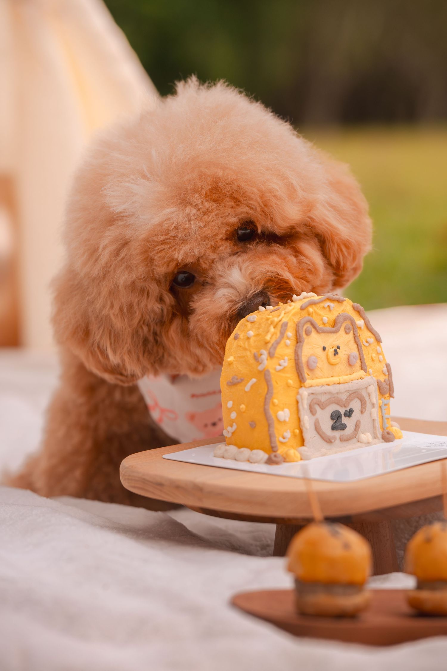 A brown poodle curiously investigates a decorated orange cake shaped like a lion on a white plate.