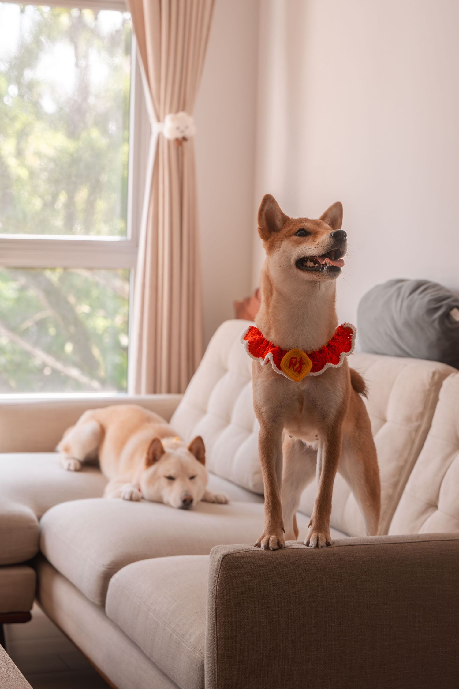 Two Shiba Inu dogs on a beige sofa, one standing wearing a red floral collar, one resting, near a bright window.