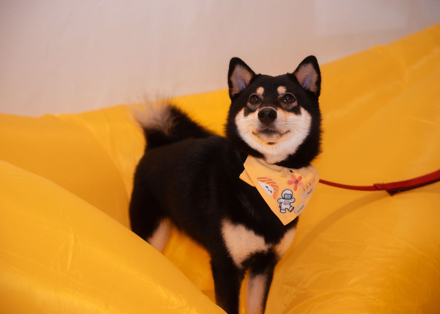 Black and tan Shiba Inu dog wearing a yellow bandana sitting on a yellow cushion with a red leash.
