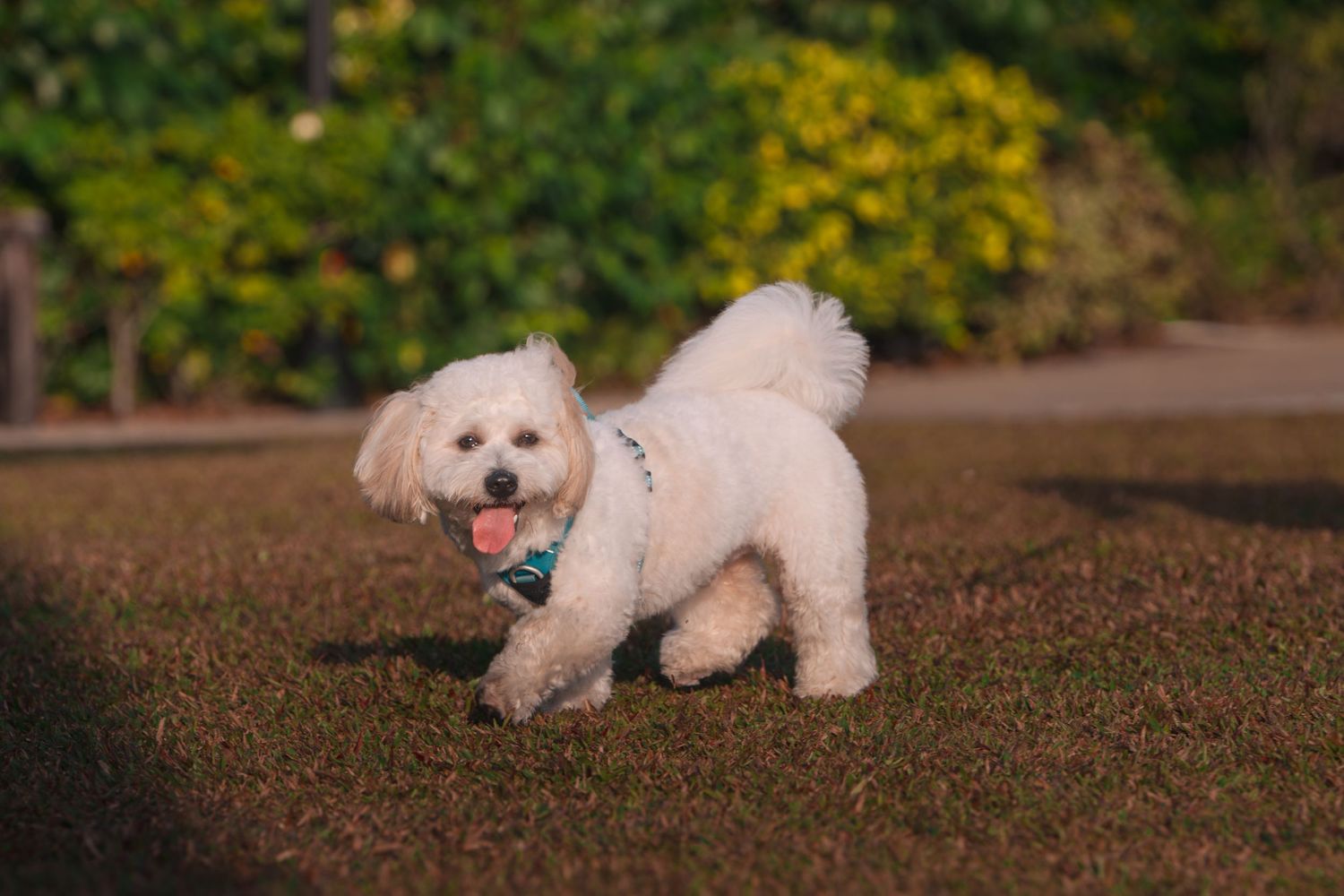 A fluffy white Bichon Frise dog running playfully on green grass in a sunny park with colorful flowers in the background.