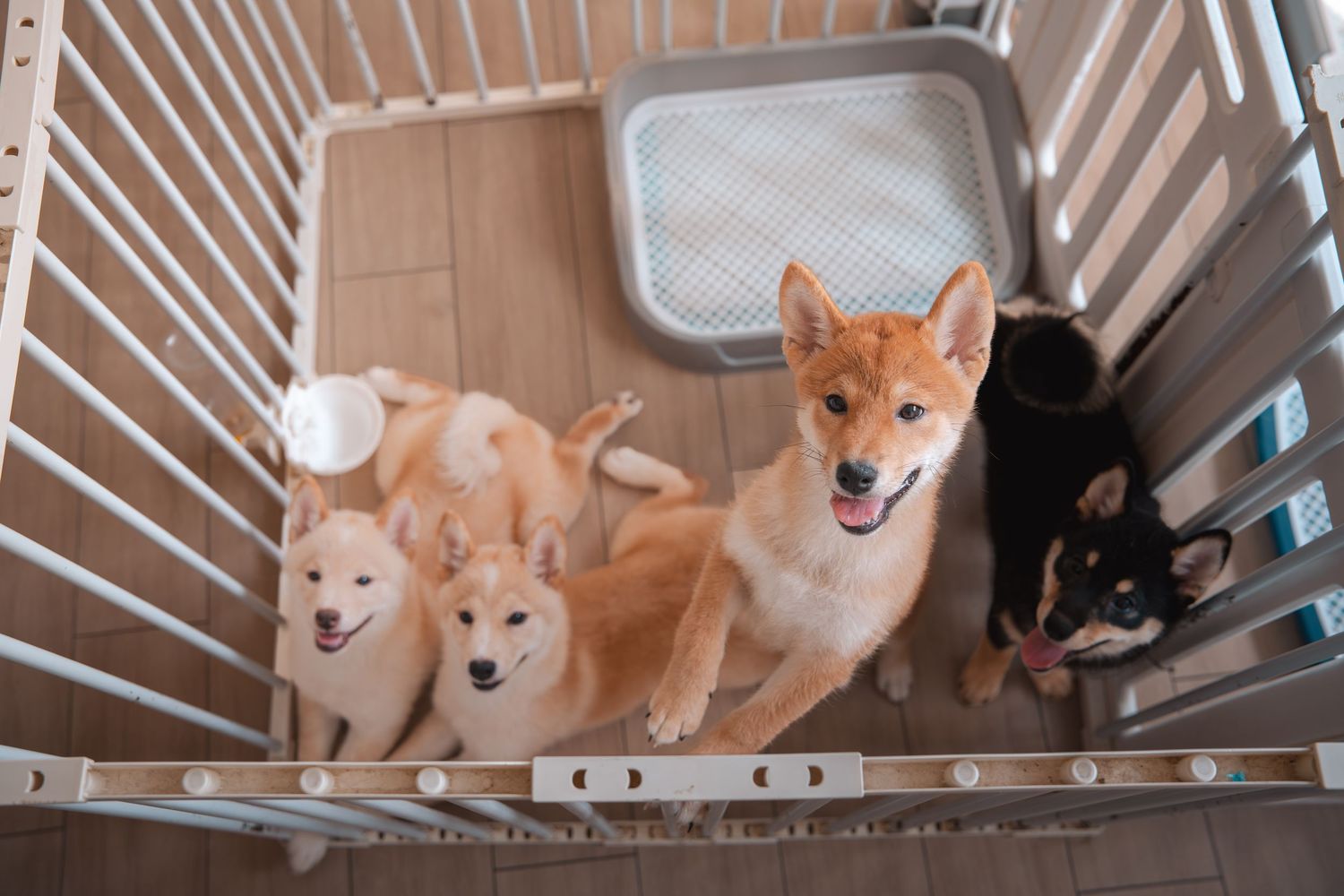 Four adorable Shiba Inu puppies sitting together inside a white metal playpen enclosure on a tiled floor.
