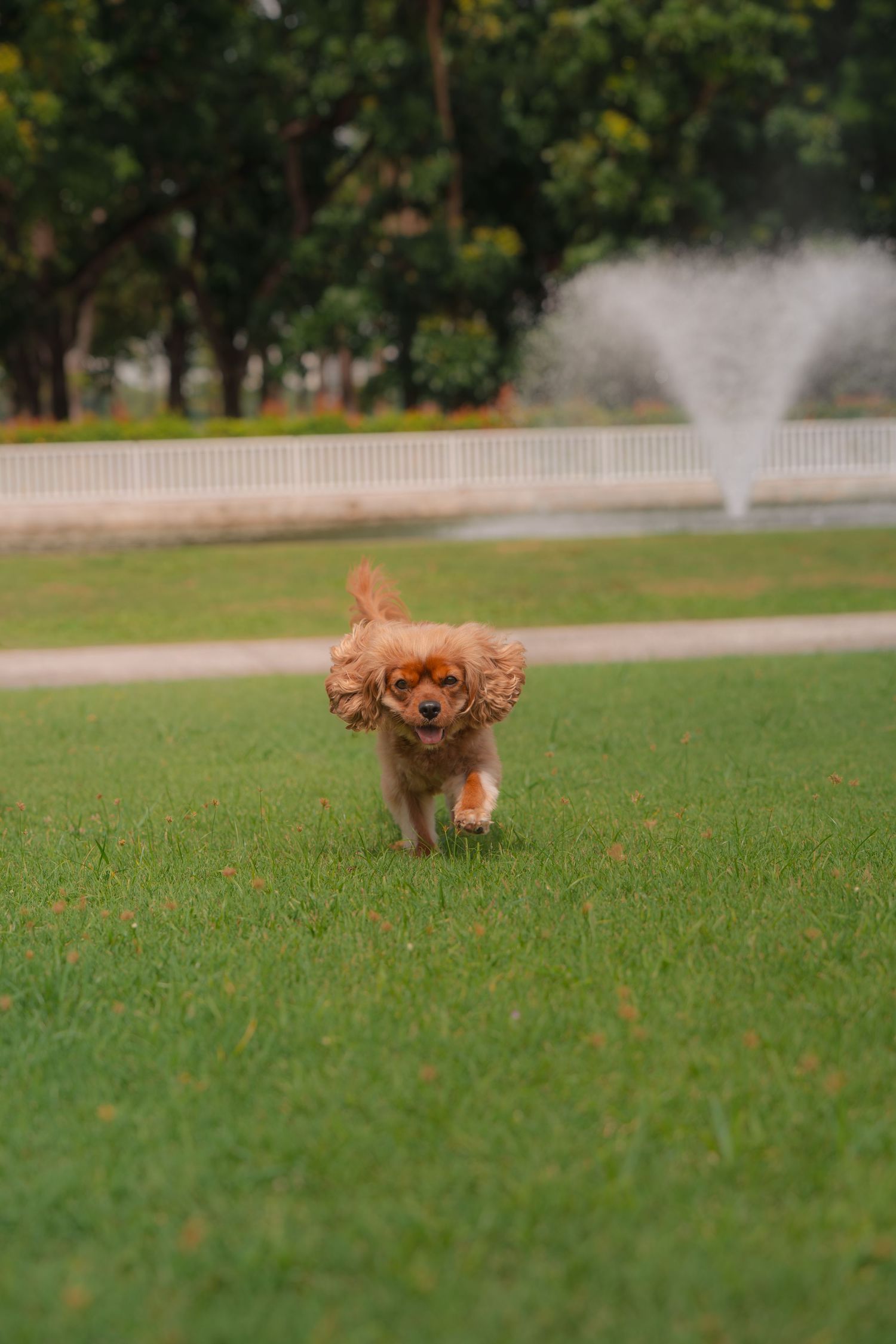 A golden Cavalier King Charles Spaniel runs joyfully across lush green grass in a park with a fountain backdrop.