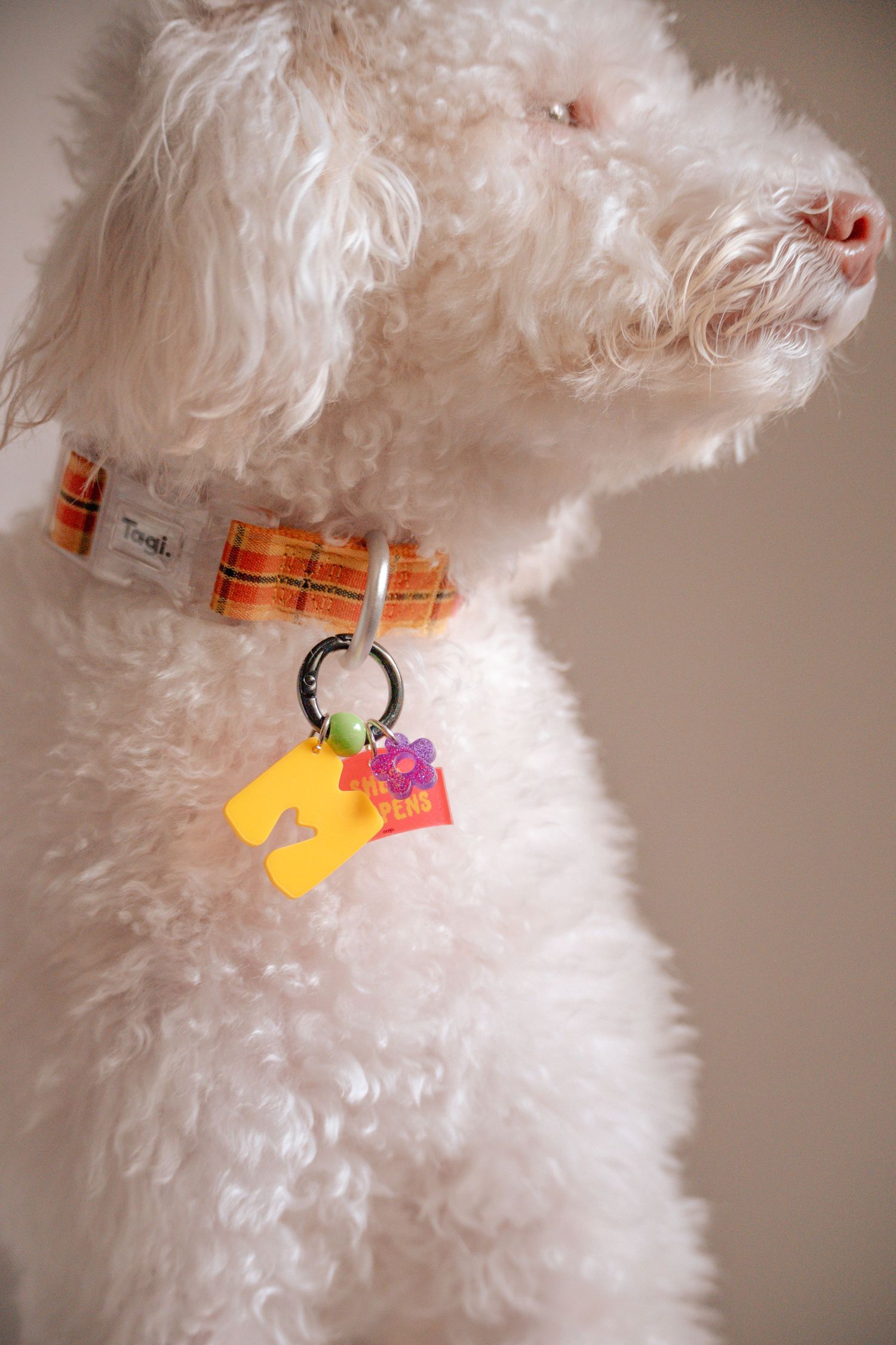 White fluffy dog wearing orange plaid collar with multiple decorative tags.
