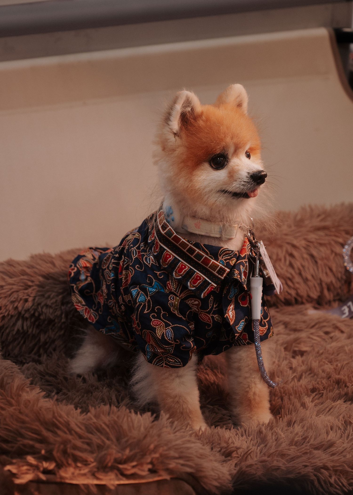 Adorable Pomeranian dog wearing a patterned shirt sitting on a fluffy blanket.