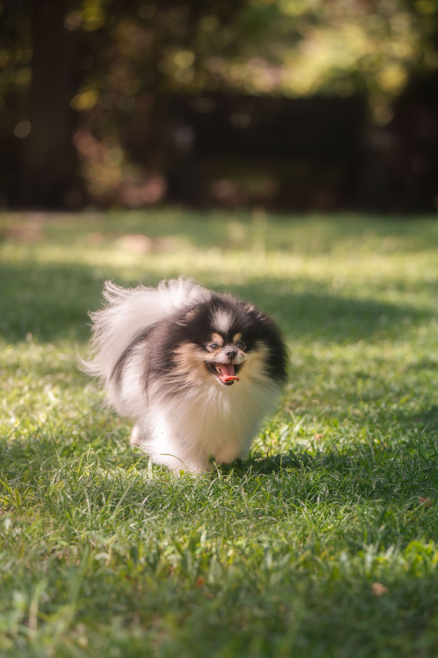 A fluffy white and brown Pomeranian dog runs playfully through green grass on a sunny day.