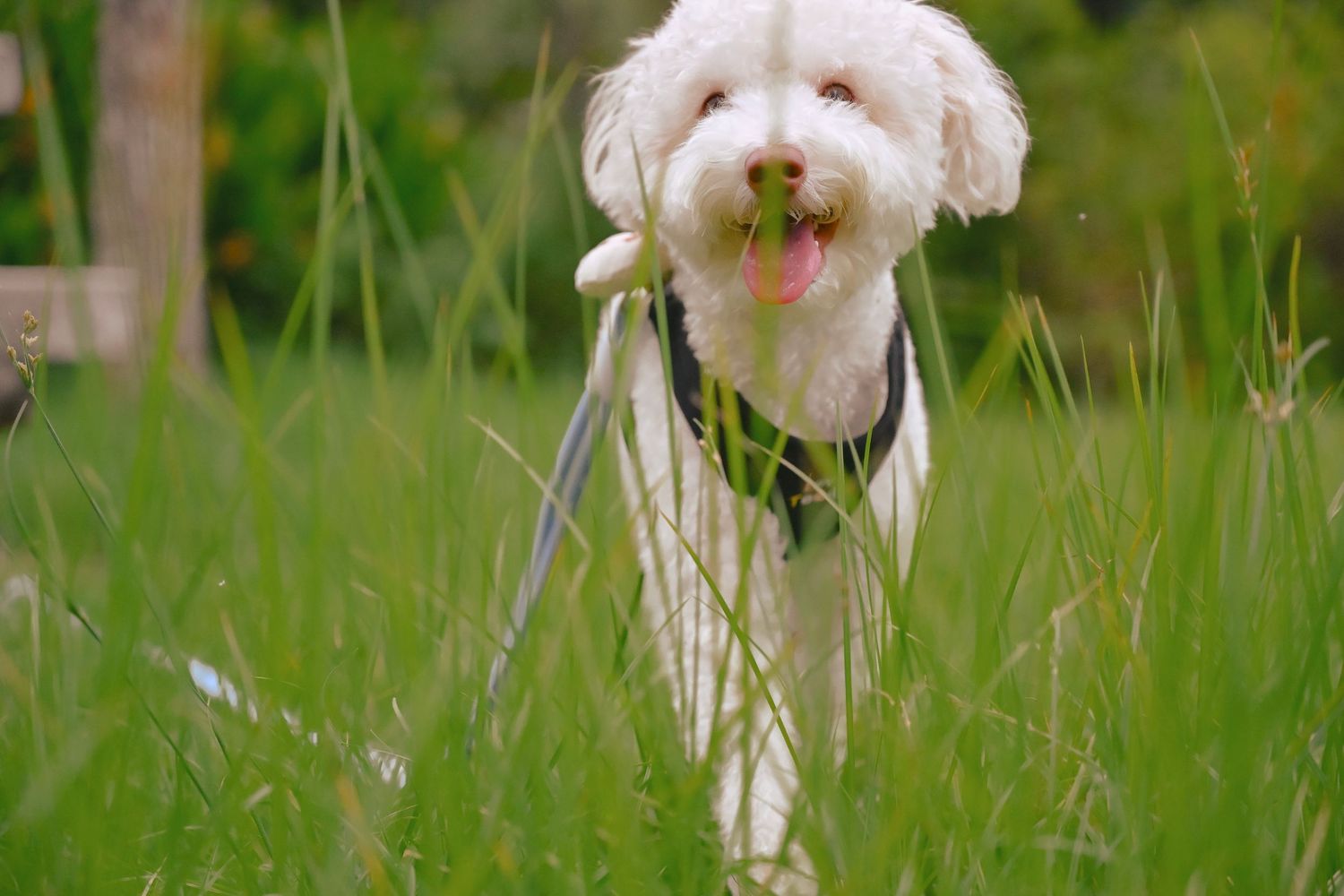 A fluffy white dog playing in tall green grass on a sunny day.