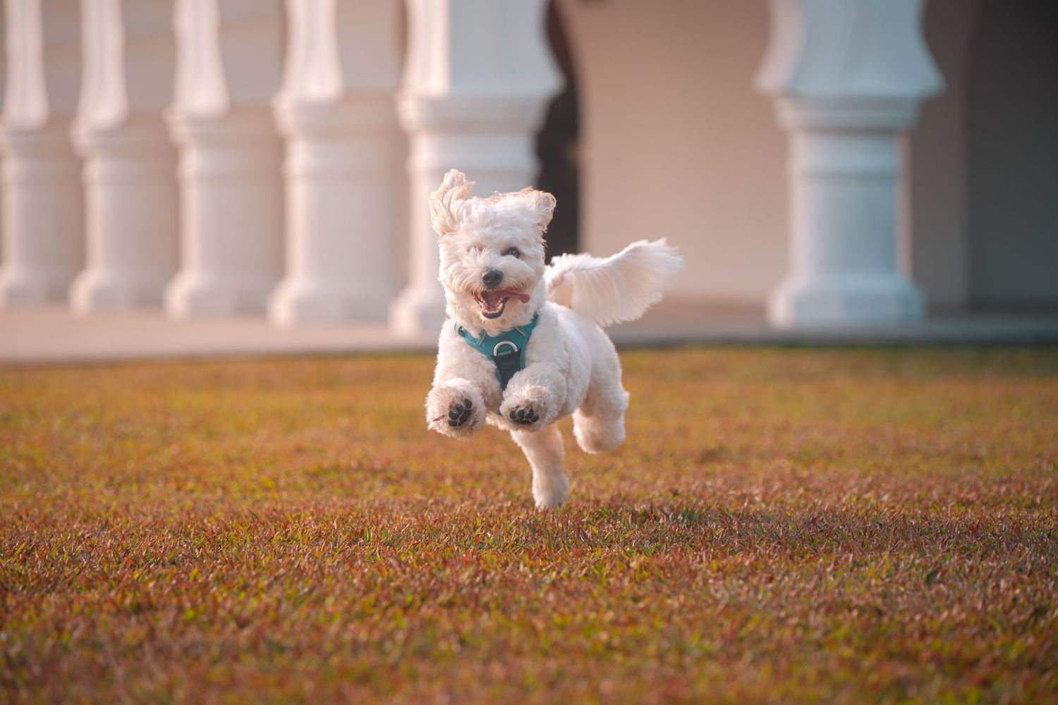 A fluffy white Maltese dog joyfully leaping mid-air on a green lawn with white columns in the background.