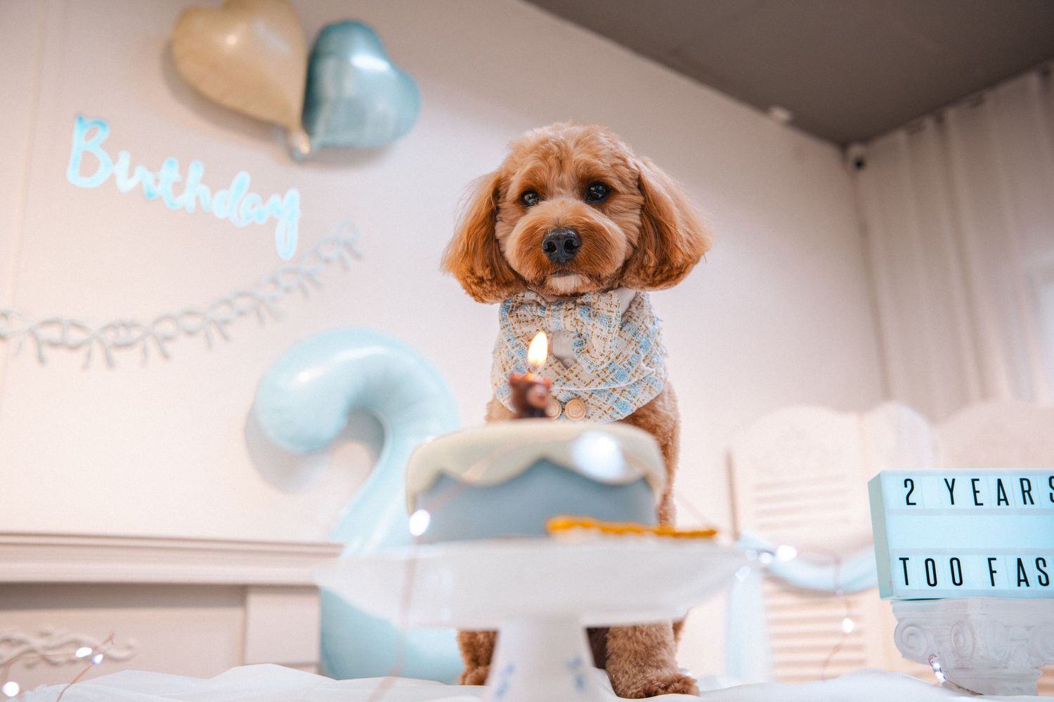 Fluffy brown Cavapoo dog celebrating 2nd birthday with cake, balloons, and festive decorations.