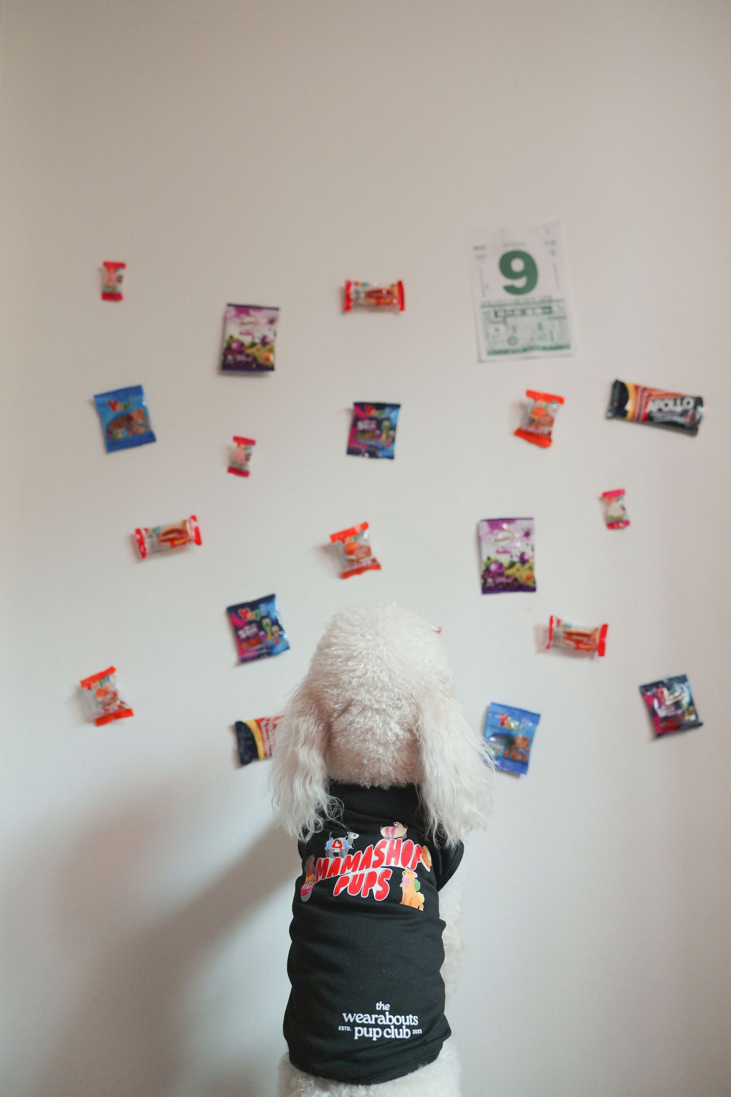A white poodle wearing a black dog shirt looks at colorful candy snack packages pinned to a white wall.