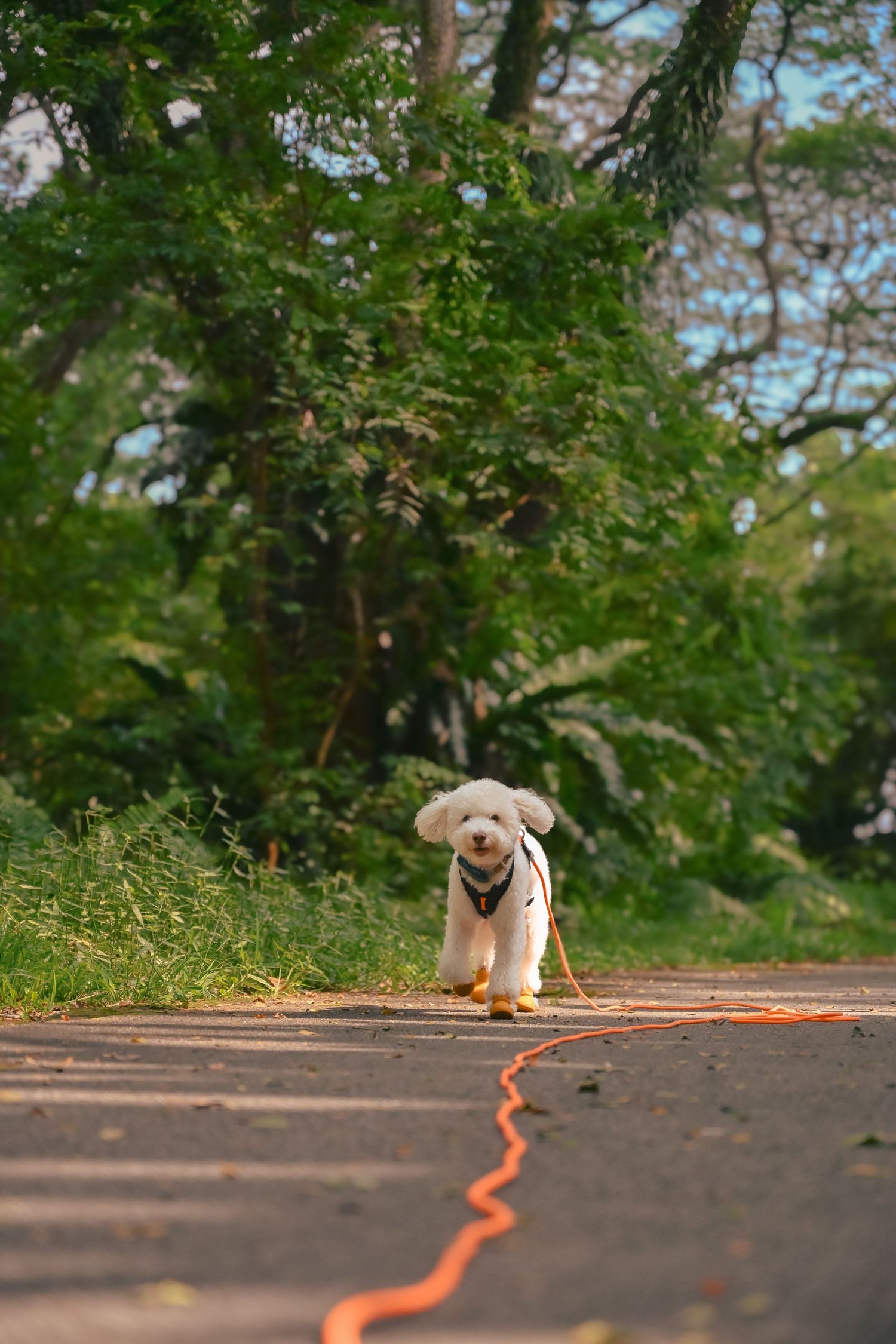 White dog with orange boots exploring a garden pathway.