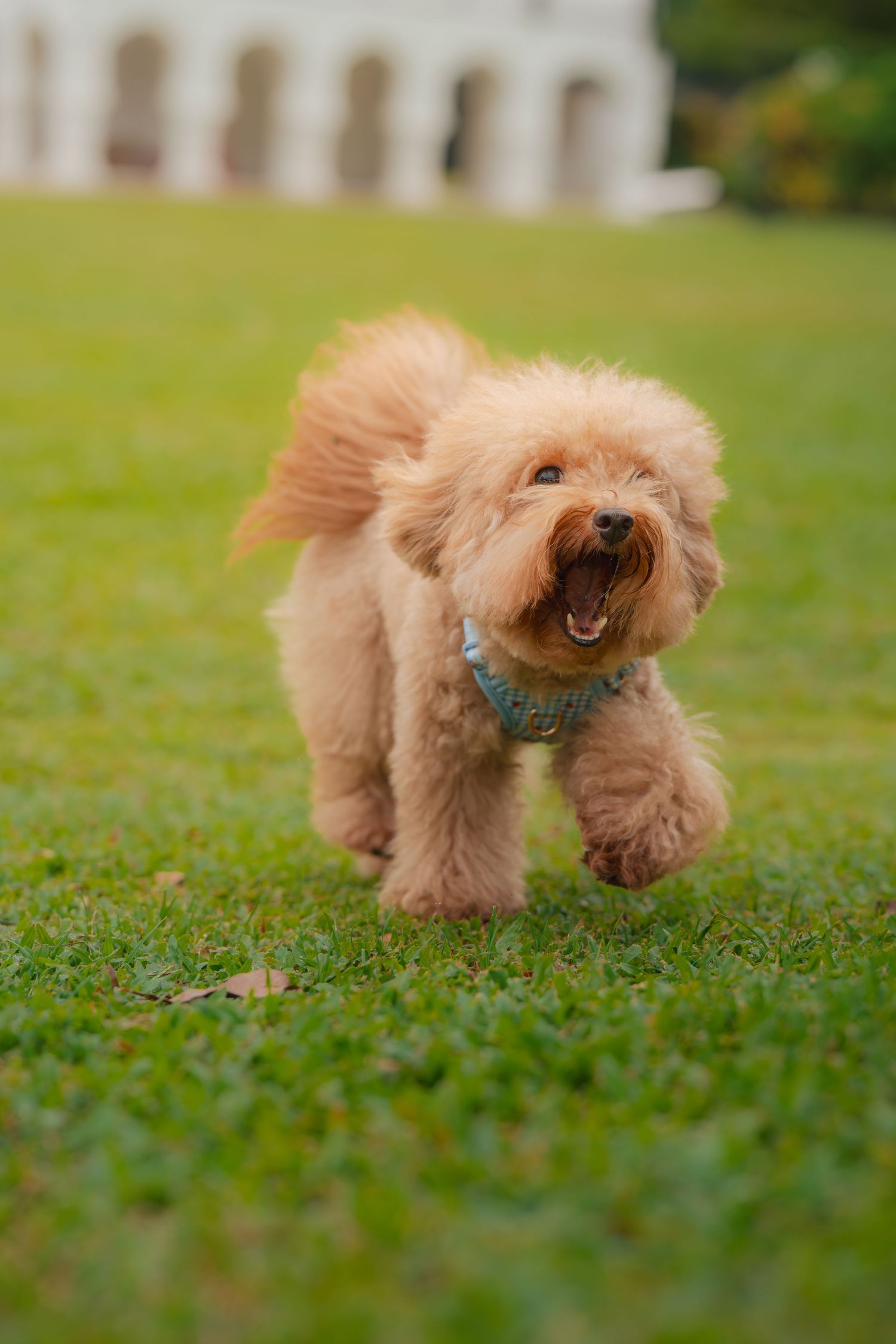 A fluffy golden Cavapoo dog runs happily across green grass, mouth open, wearing a blue harness.