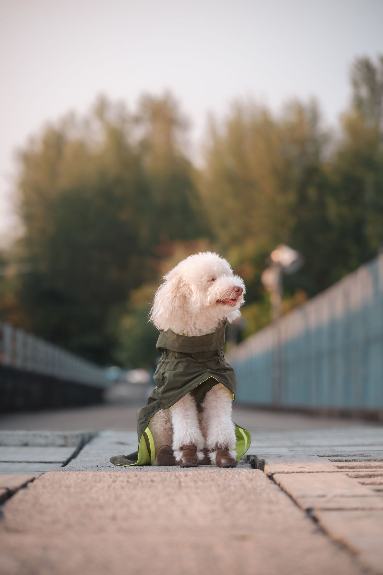 A small white poodle wearing reflective safety bands sits on a concrete walkway at sunset.