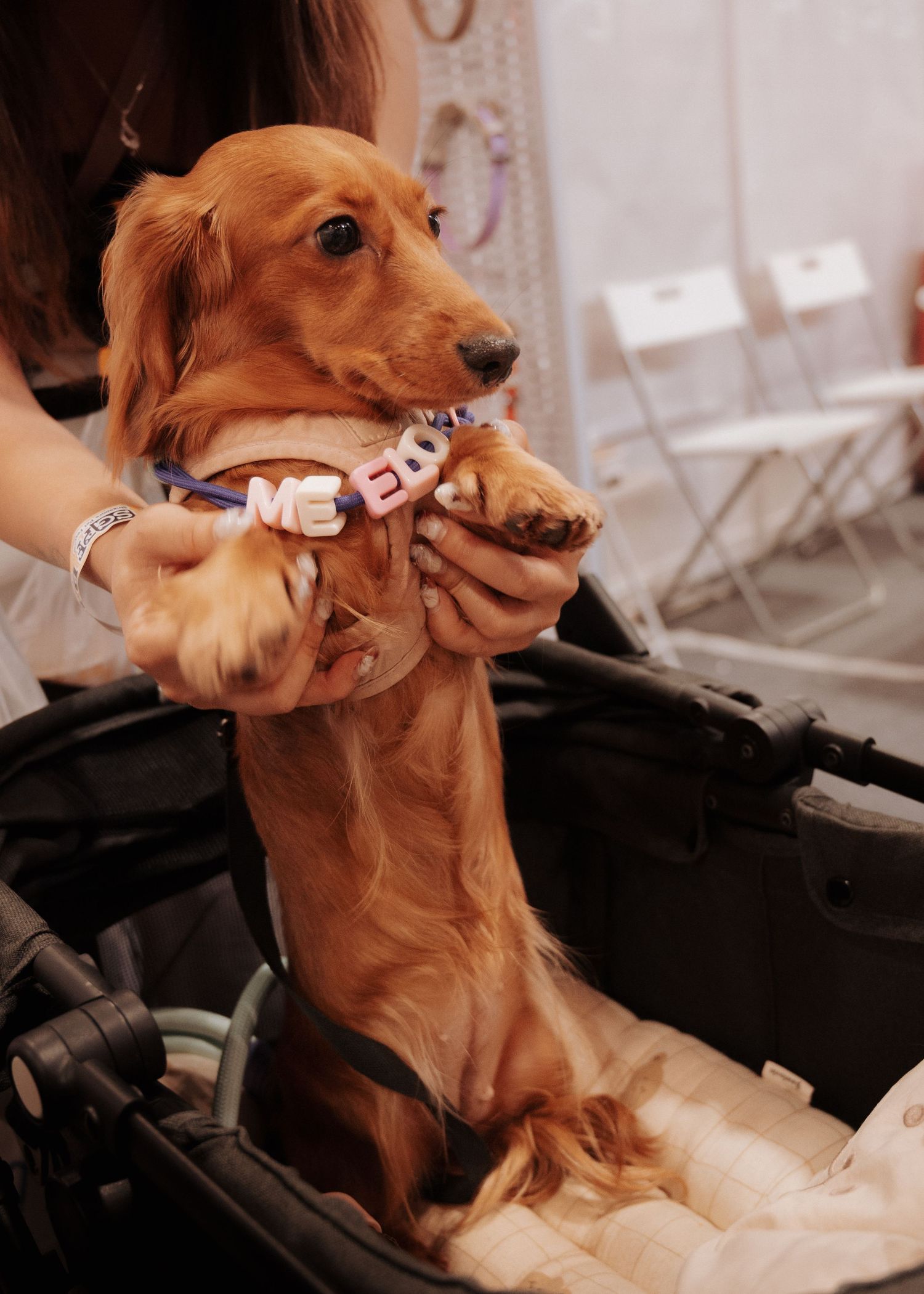 Brown dachshund receiving dental treatment in a veterinary chair.