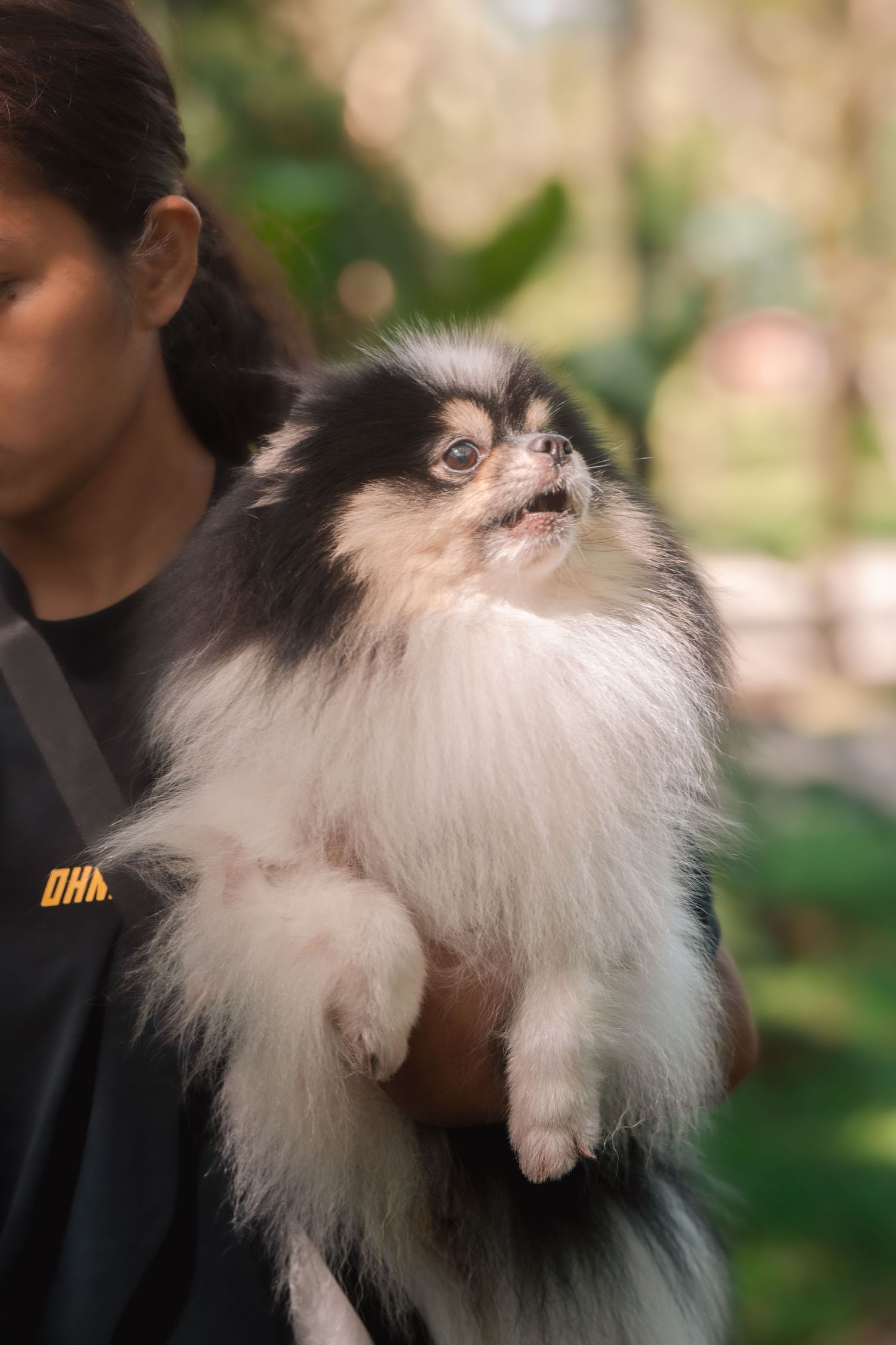 A fluffy white Japanese Chin dog with black markings being held and looking upward with a regal expression.