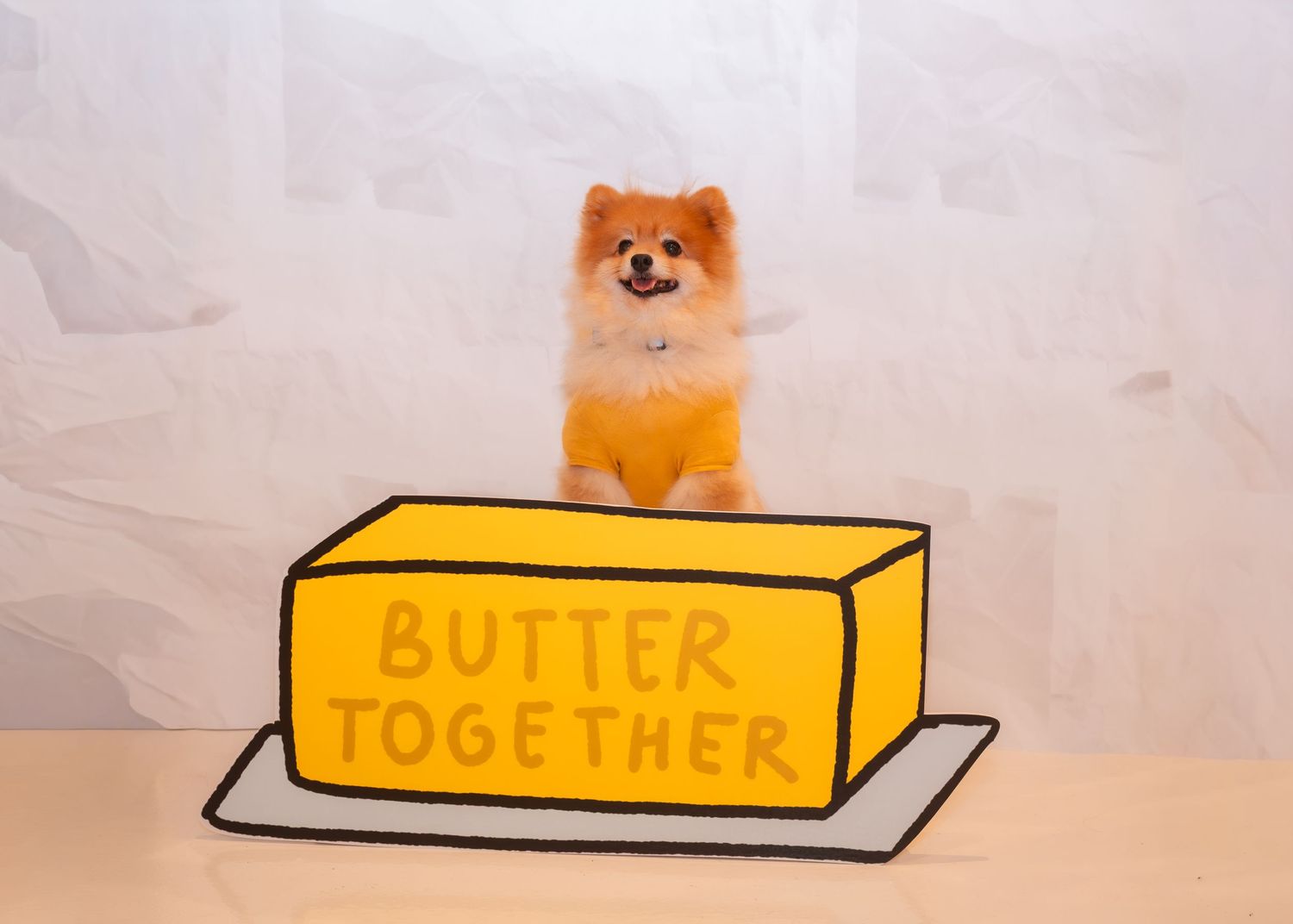 Orange Pomeranian posing on top of a yellow butter-themed prop in a studio setting.