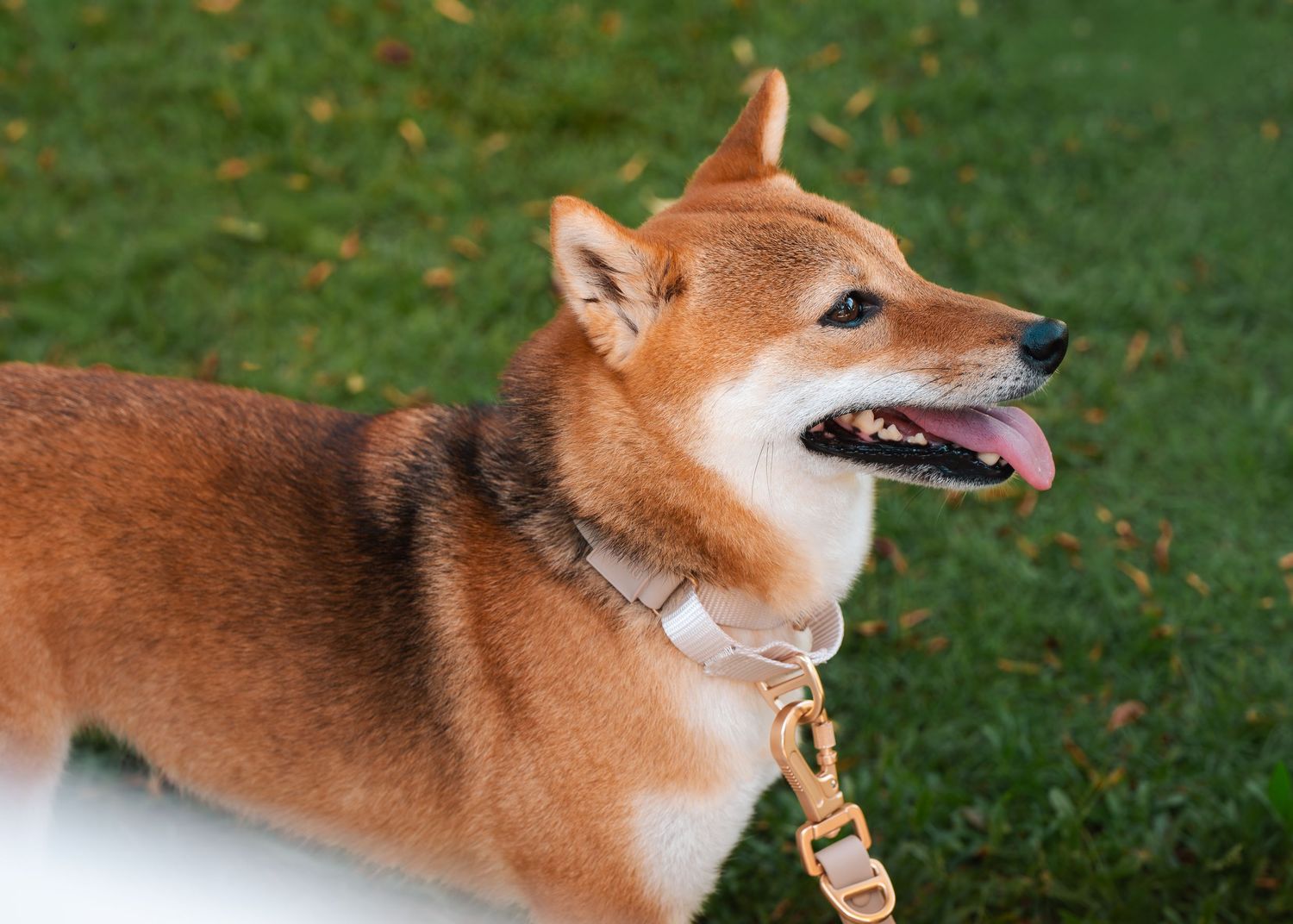 Close-up sequence of a happy Shiba Inu dog with reddish-brown fur showing different facial expressions.