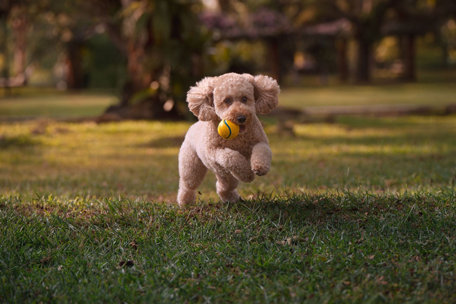 Small pink poodle puppy running and playing in a grassy park during golden hour sunset.