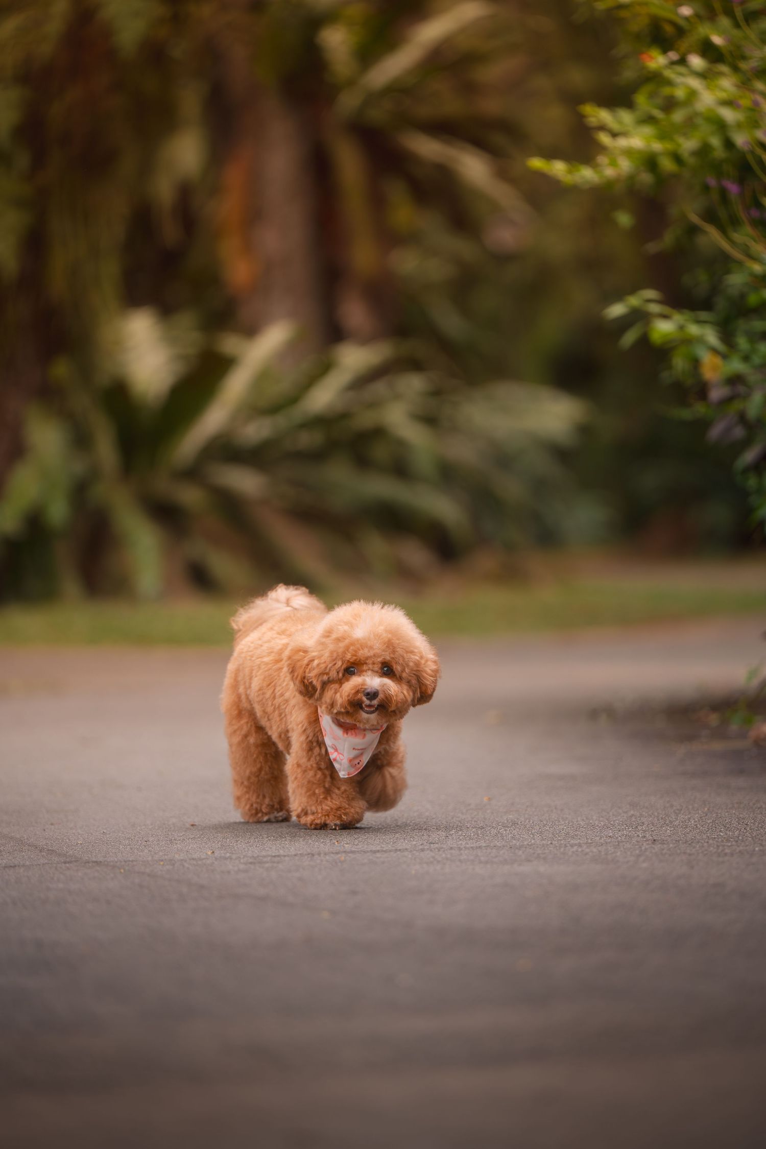 A fluffy apricot toy poodle runs along a paved path surrounded by lush green tropical foliage.