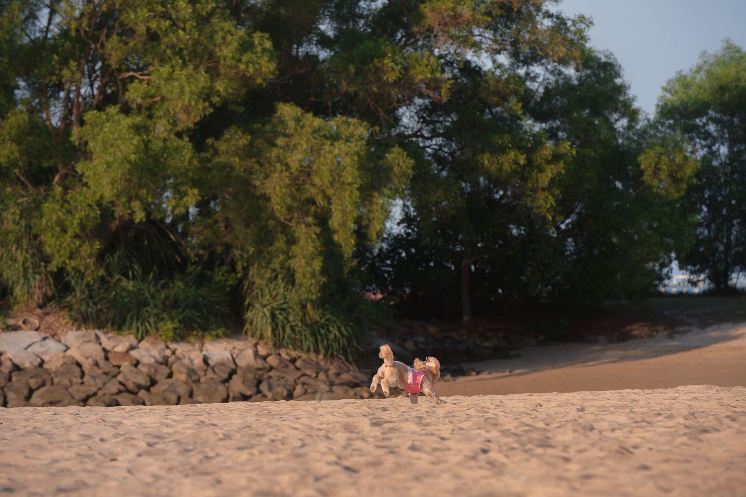 Two children playing on a sandy beach surrounded by lush green trees and a stone wall at sunset.