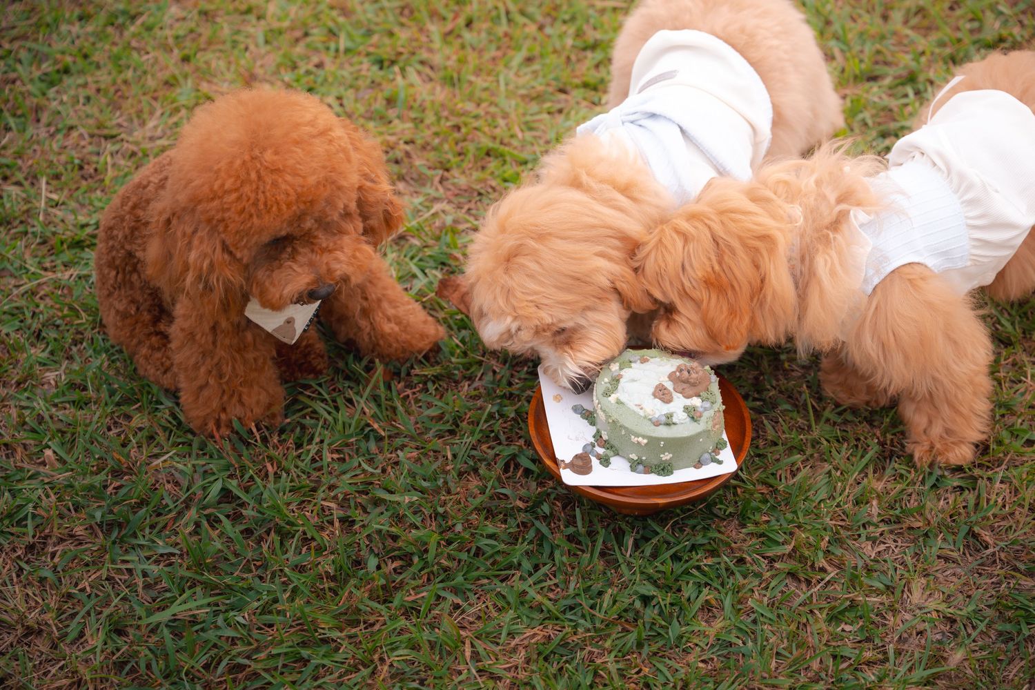 Three fluffy brown poodle dogs eating from a plate on green grass outdoors.