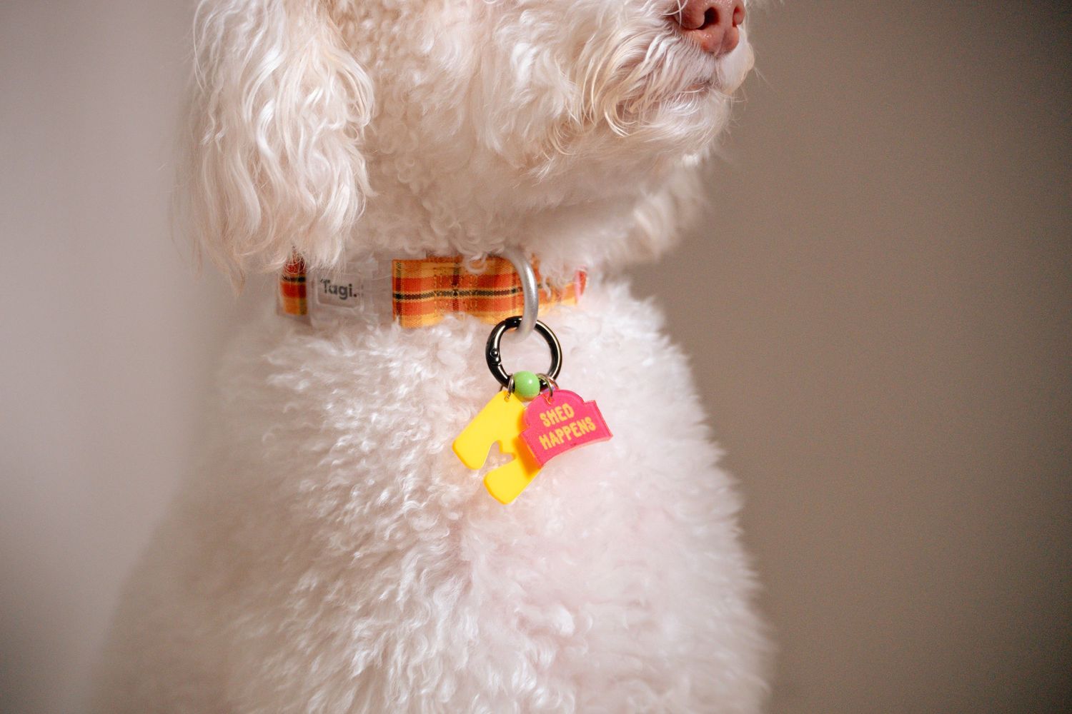 White fluffy dog with orange and yellow tags on collar against neutral background.