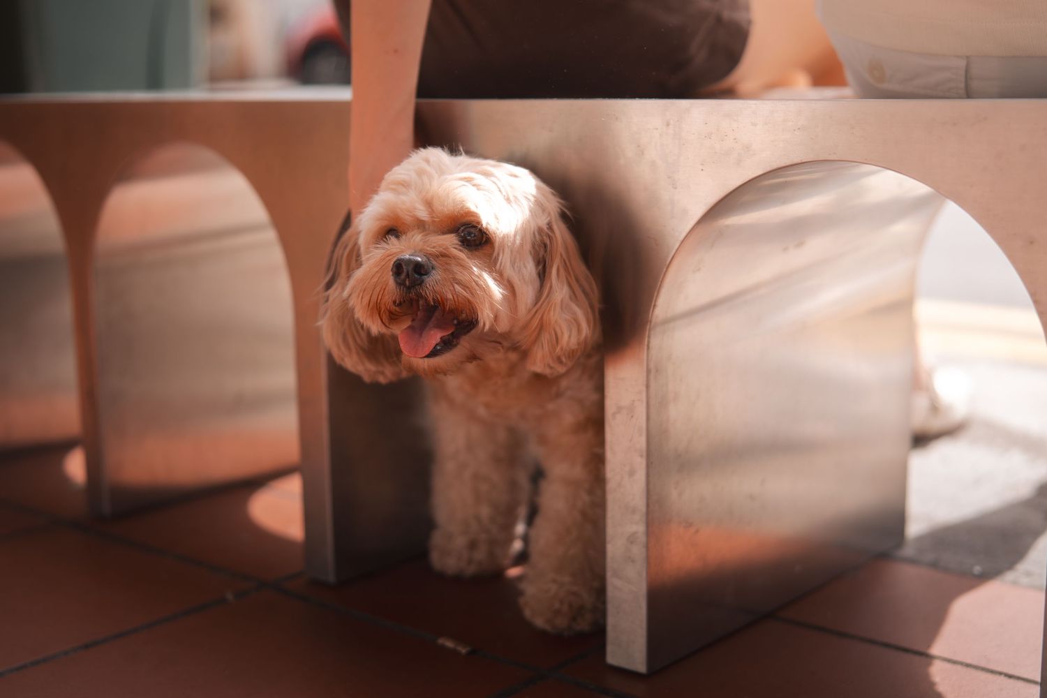 A small white dog peeks out from under a white piece of furniture in a dimly lit room.
