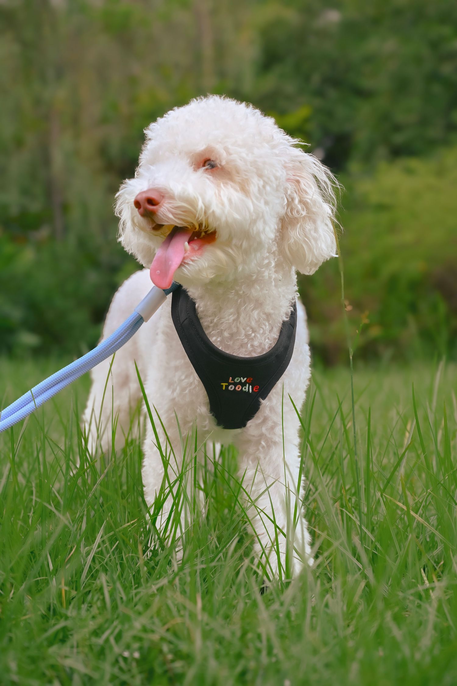 White poodle in a black harness standing outdoors with tongue out and blue leash.