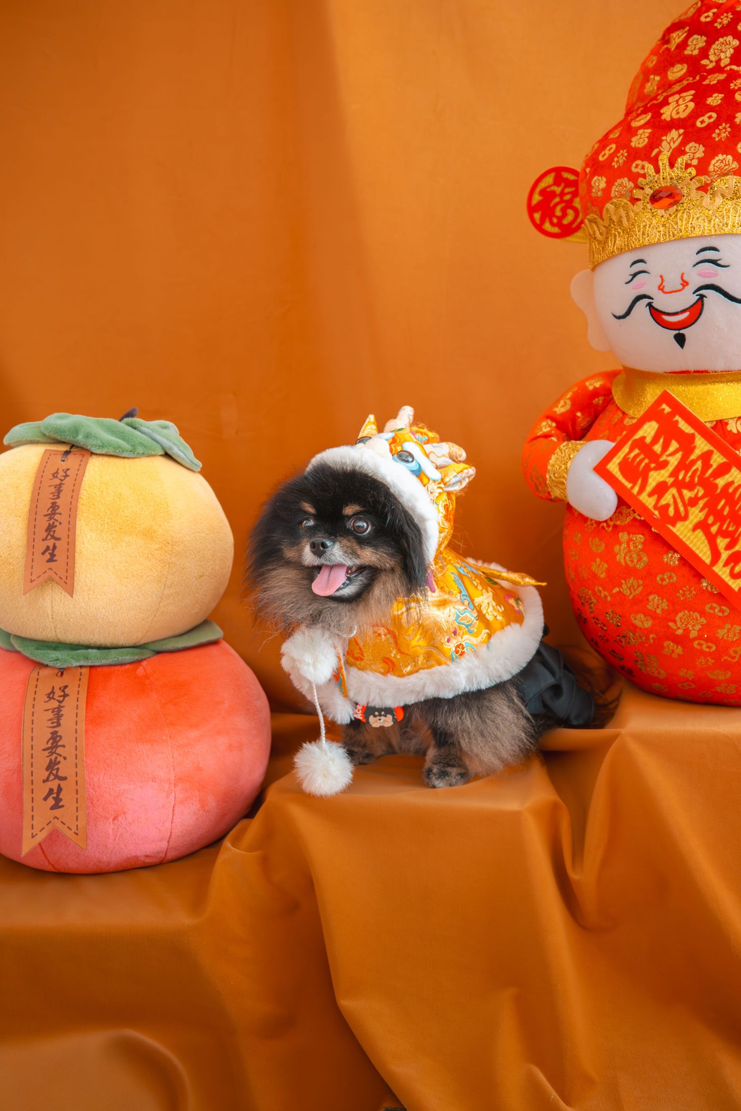 Pomeranian dog in Chinese New Year lion dance costume posed between festive decorations on orange satin backdrop.