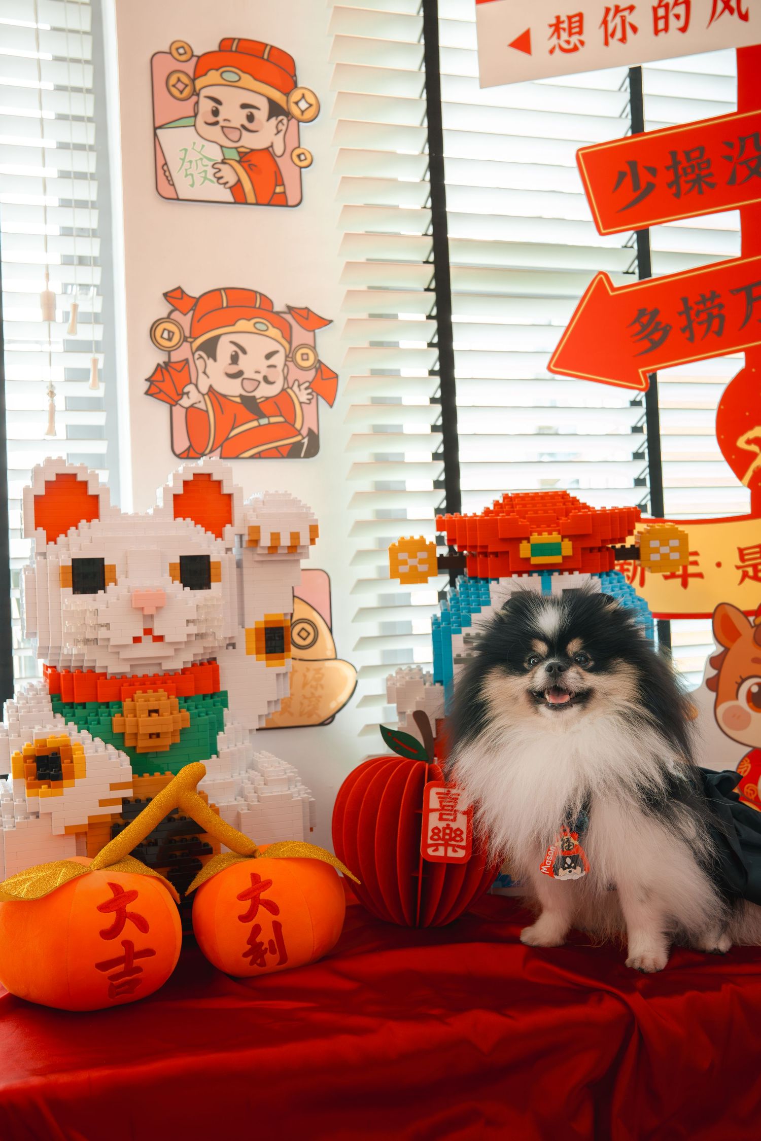 Pomeranian dog sits beside a LEGO lucky cat and mandarin oranges on a red table with Chinese New Year decorations.