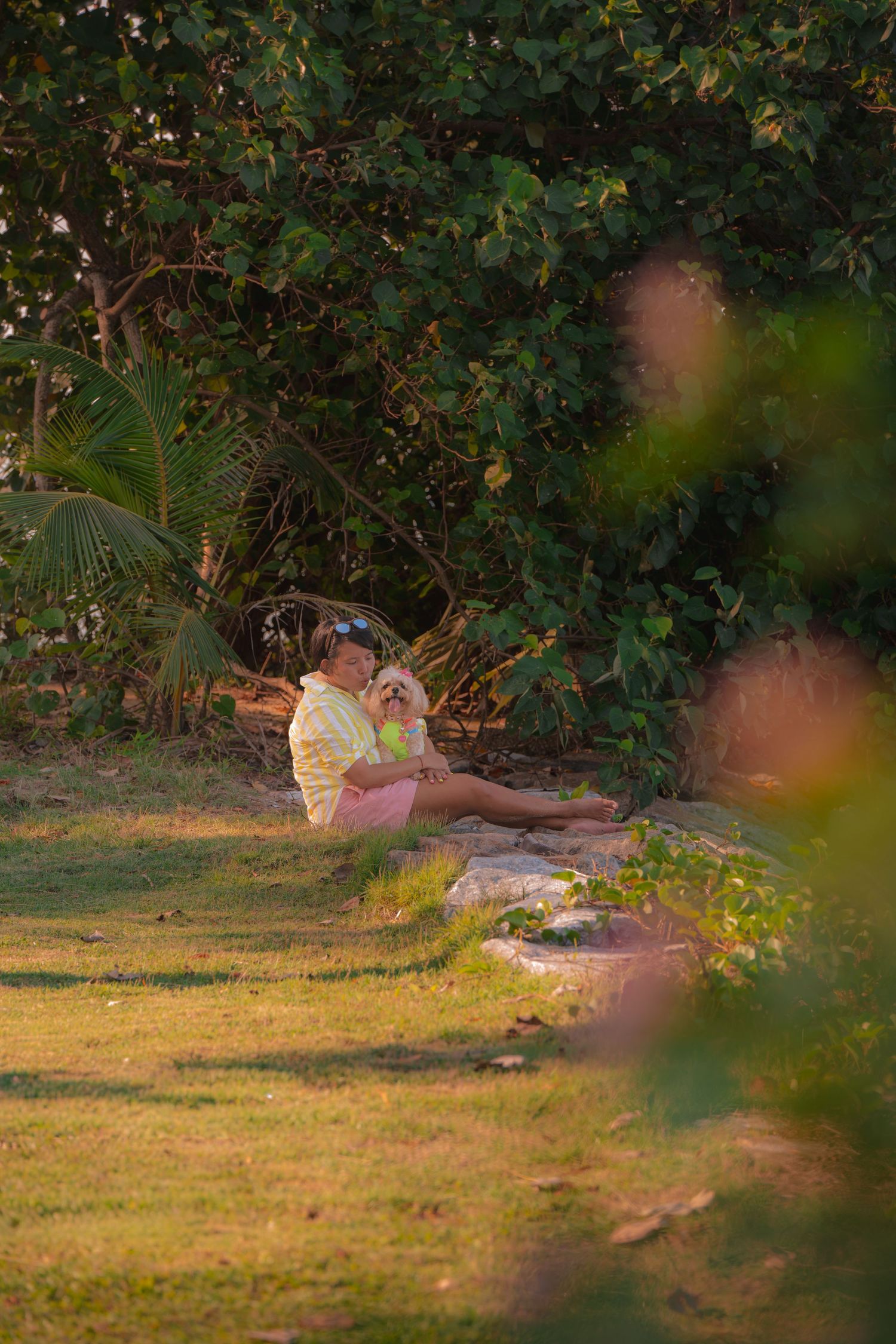 Person sitting on rocks in a lush green garden, cradling a small dog in golden hour light.