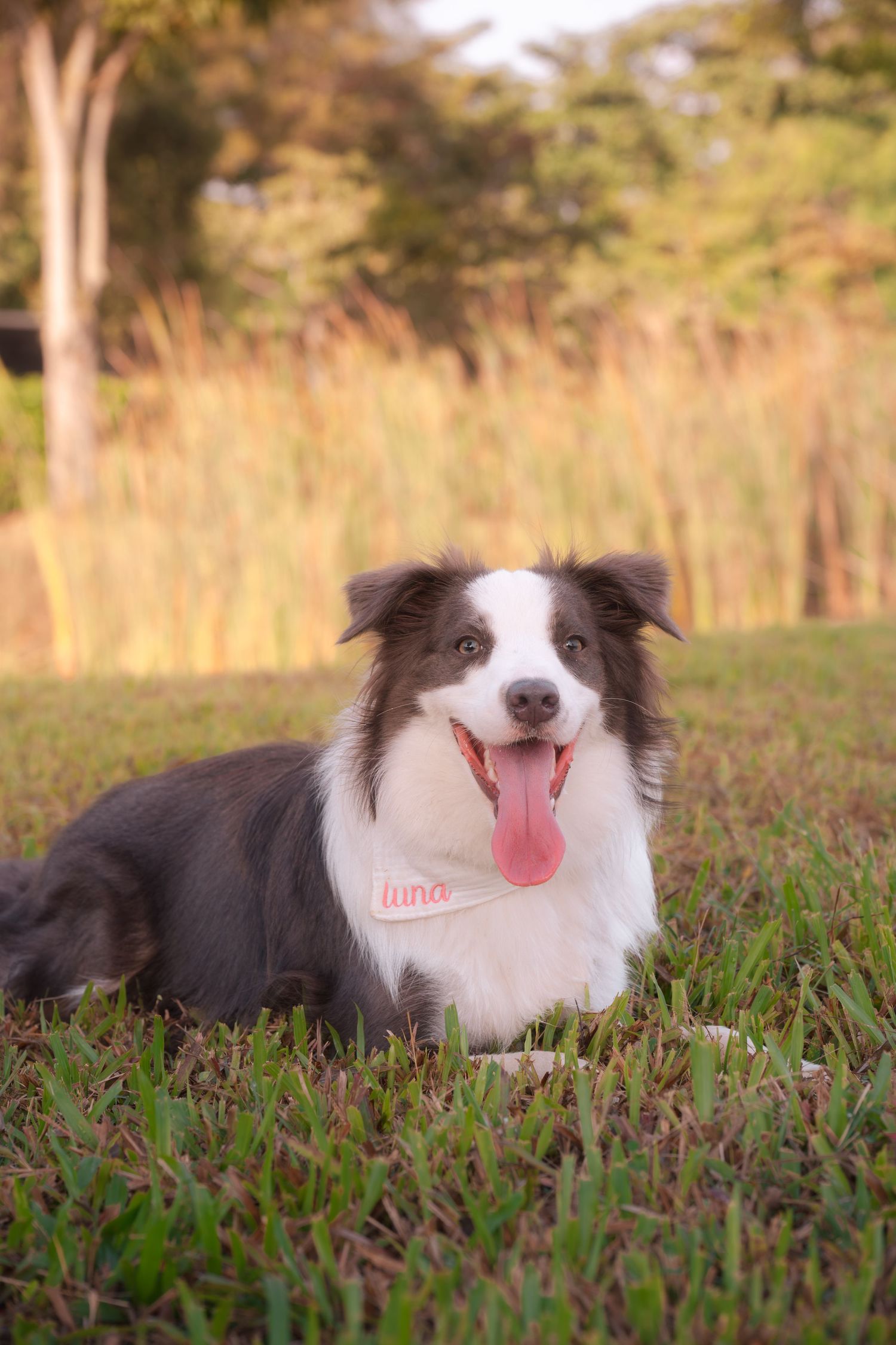 A black and white Border Collie named Luna lies on green grass with tongue out, wearing a pink bandana.