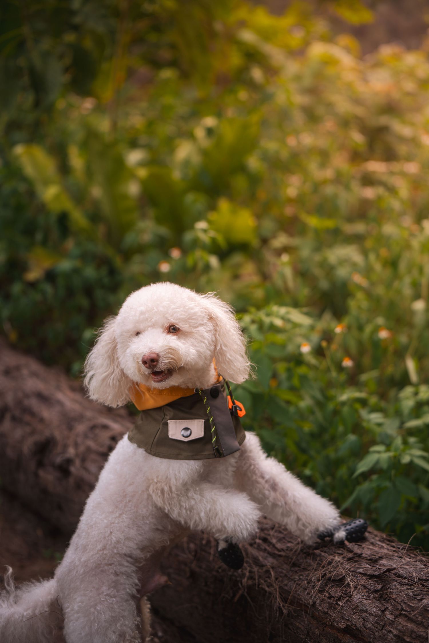 A fluffy white poodle wearing an orange bandana perches on a log surrounded by lush green foliage outdoors.