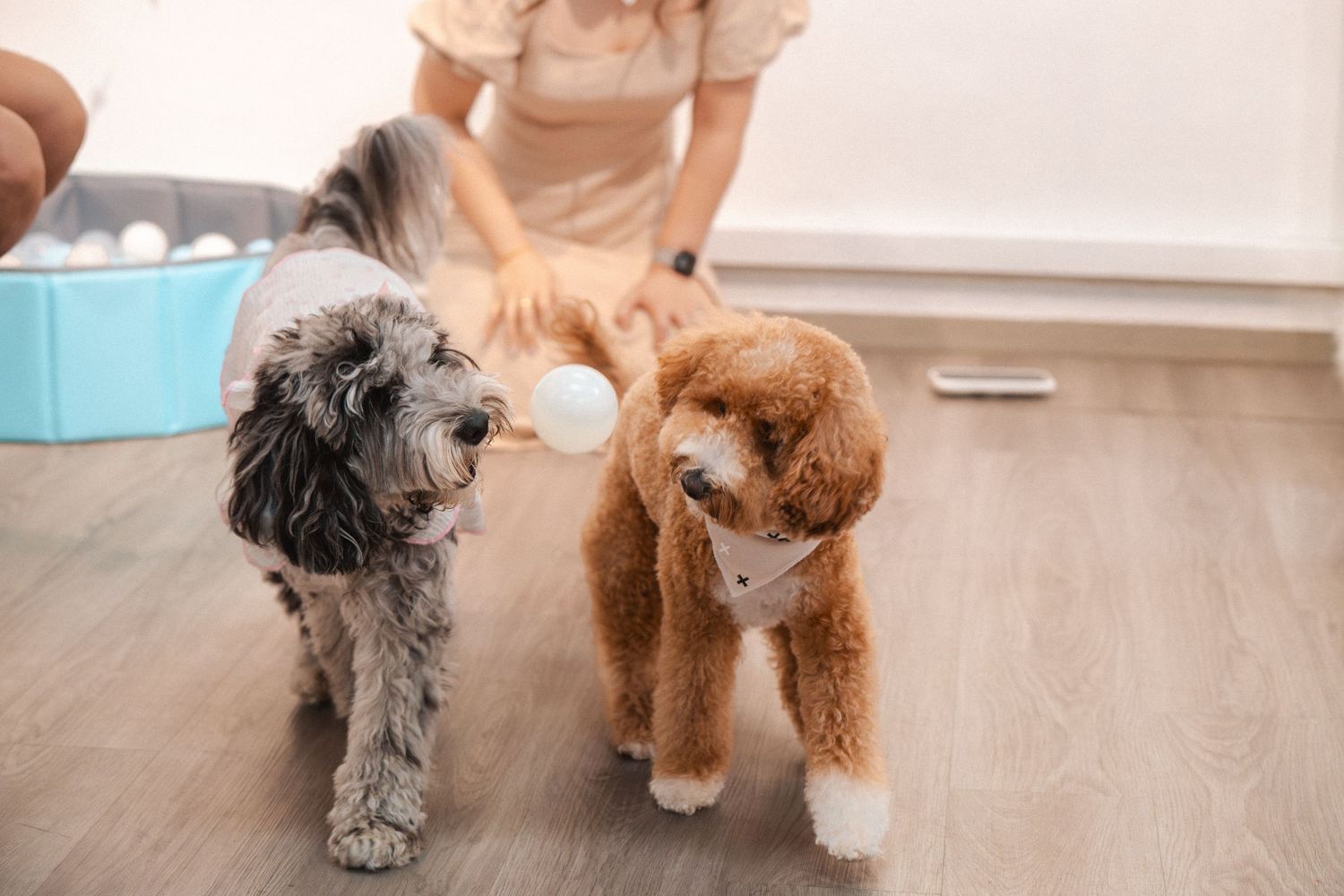 Two fluffy dogs, a gray and a brown poodle mix, stand on wood floor while a woman grooms them with a white bottle.