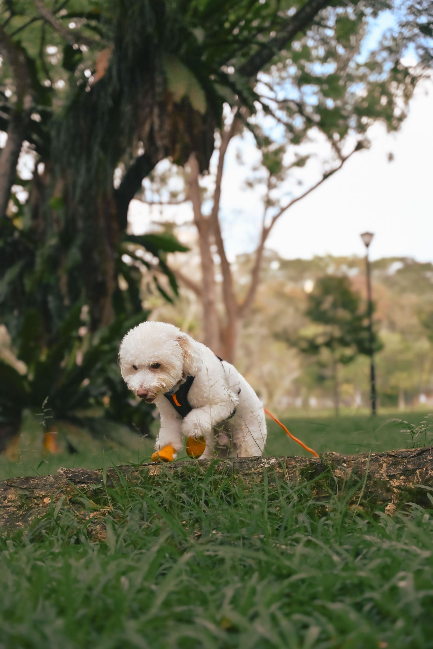 White fluffy dog exploring grassy terrain while wearing a harness on a sunny day.