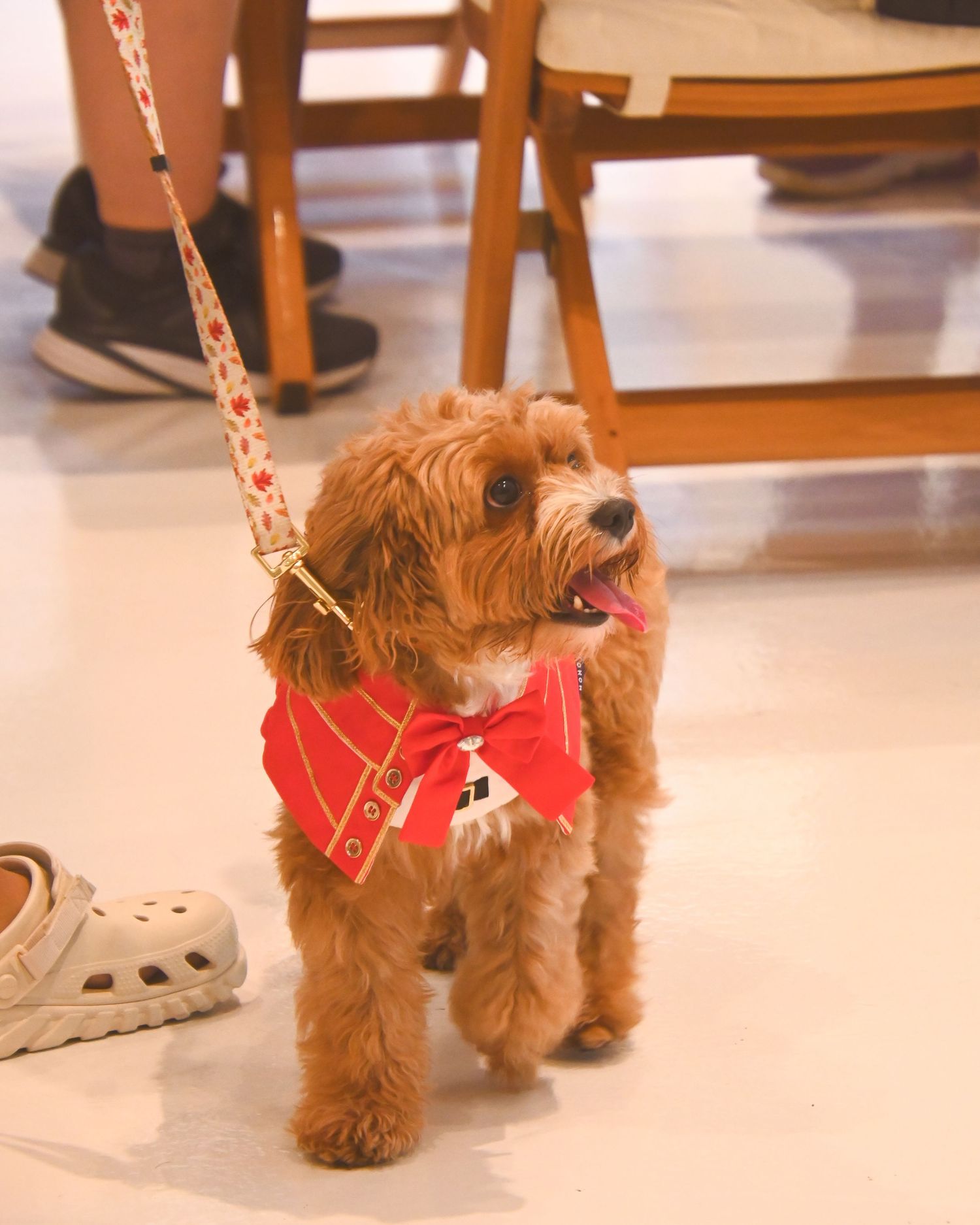 Small brown dog wearing a red bandana walking on a light colored floor.