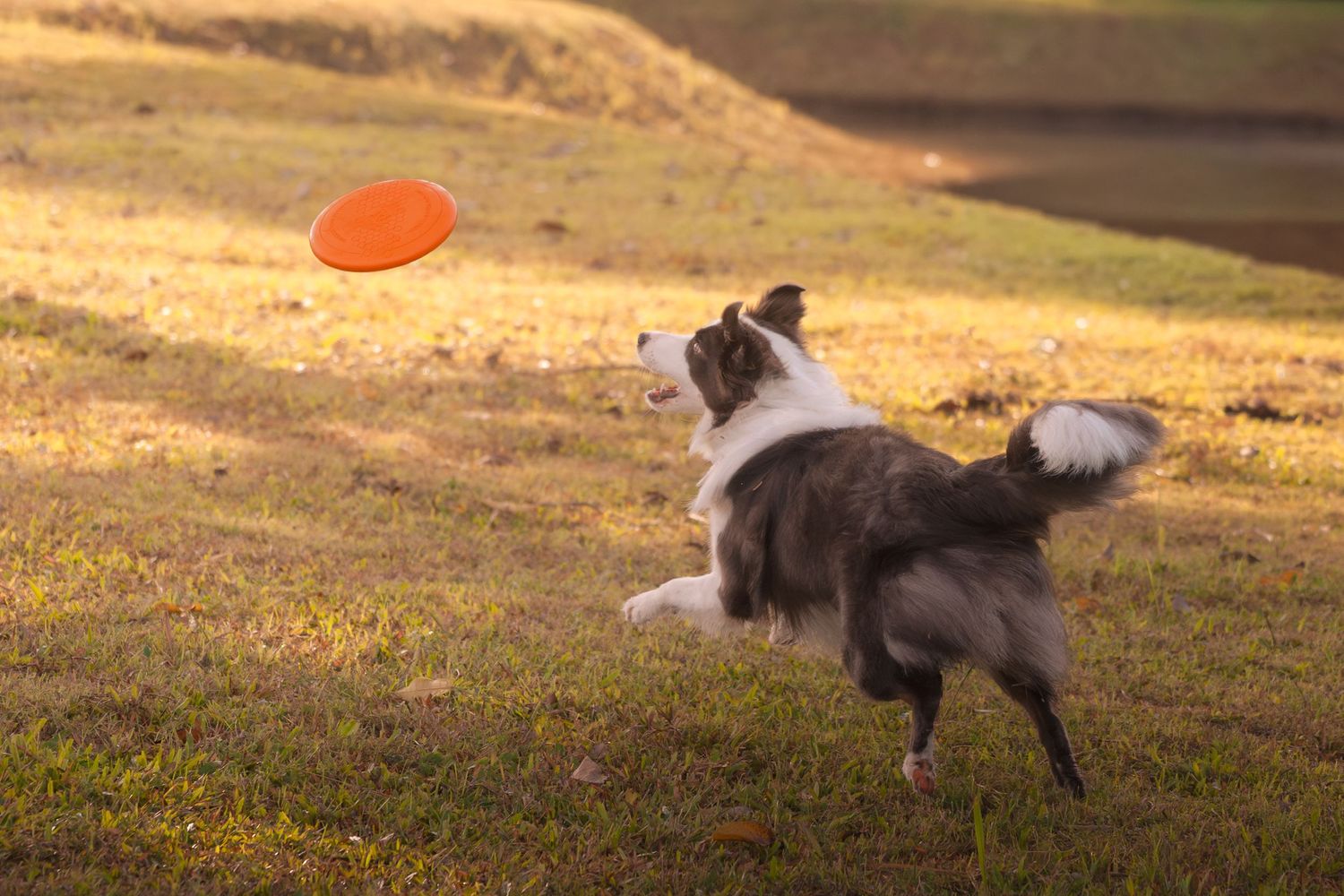 Dog playing and running in a grassy field at sunset with an orange sun in the background.