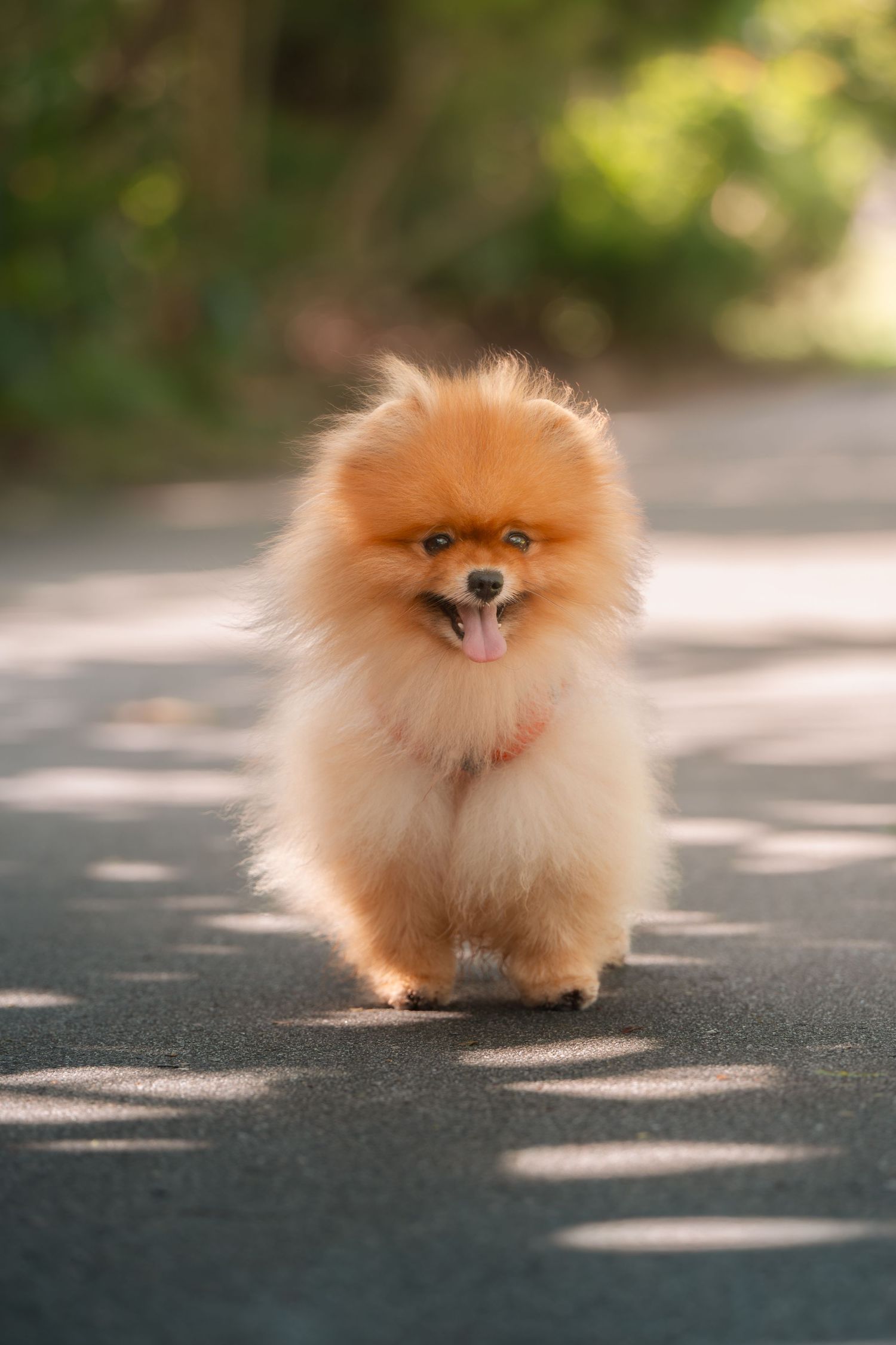 Adorable Pomeranian puppy with fluffy orange fur walking happily on a sunlit path.