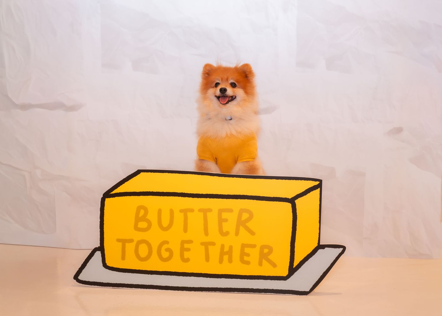 Pomeranian dog posing next to yellow graphic elements against white background.