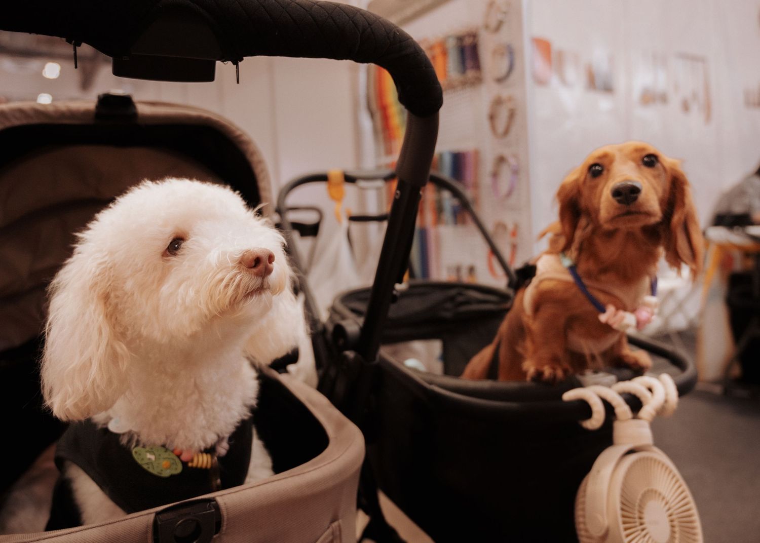 Small white dogs sitting in veterinary examination chairs.