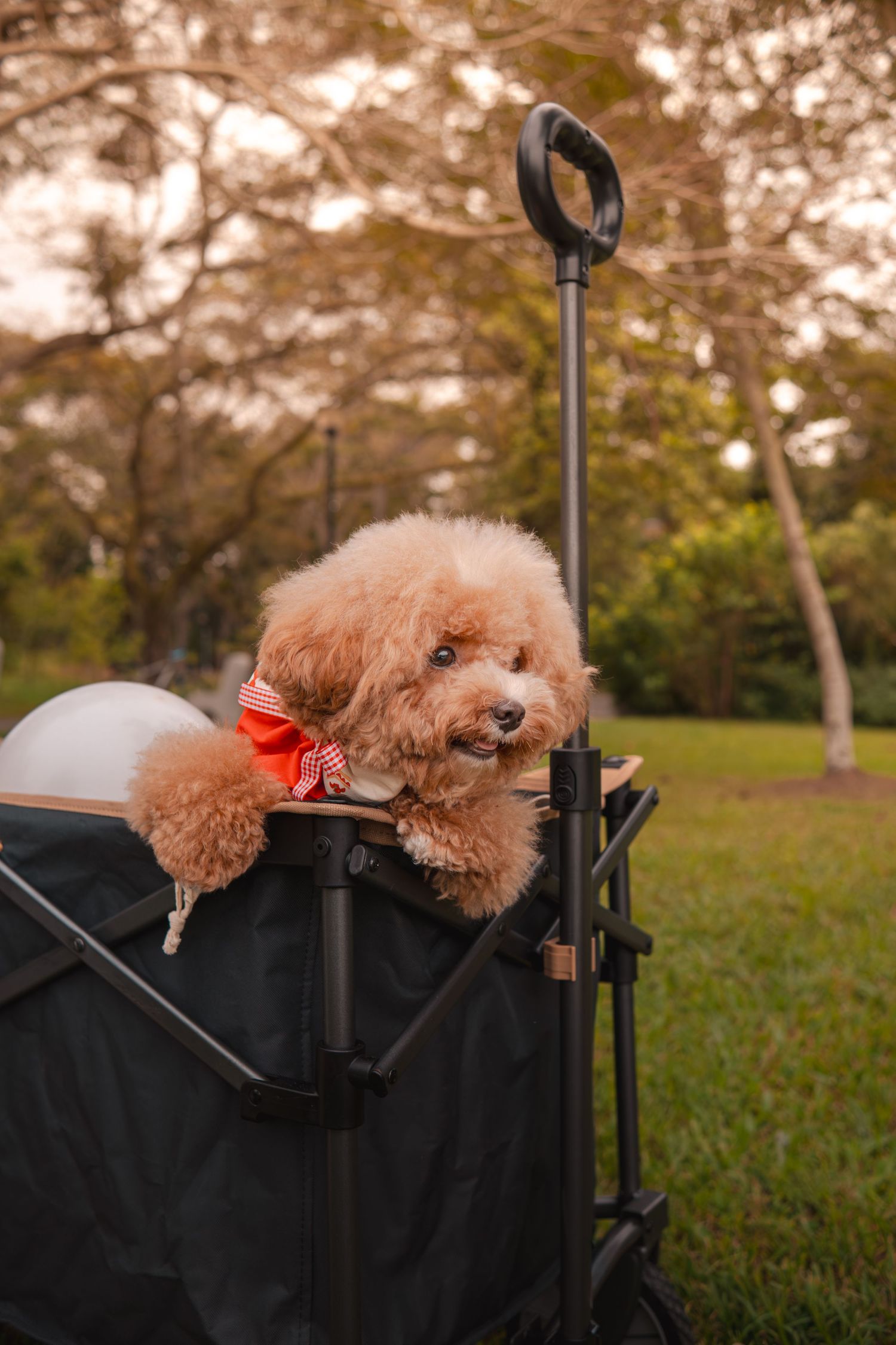 A small brown poodle puppy with a red bow rests in a black folding wagon at a grassy park during sunset.