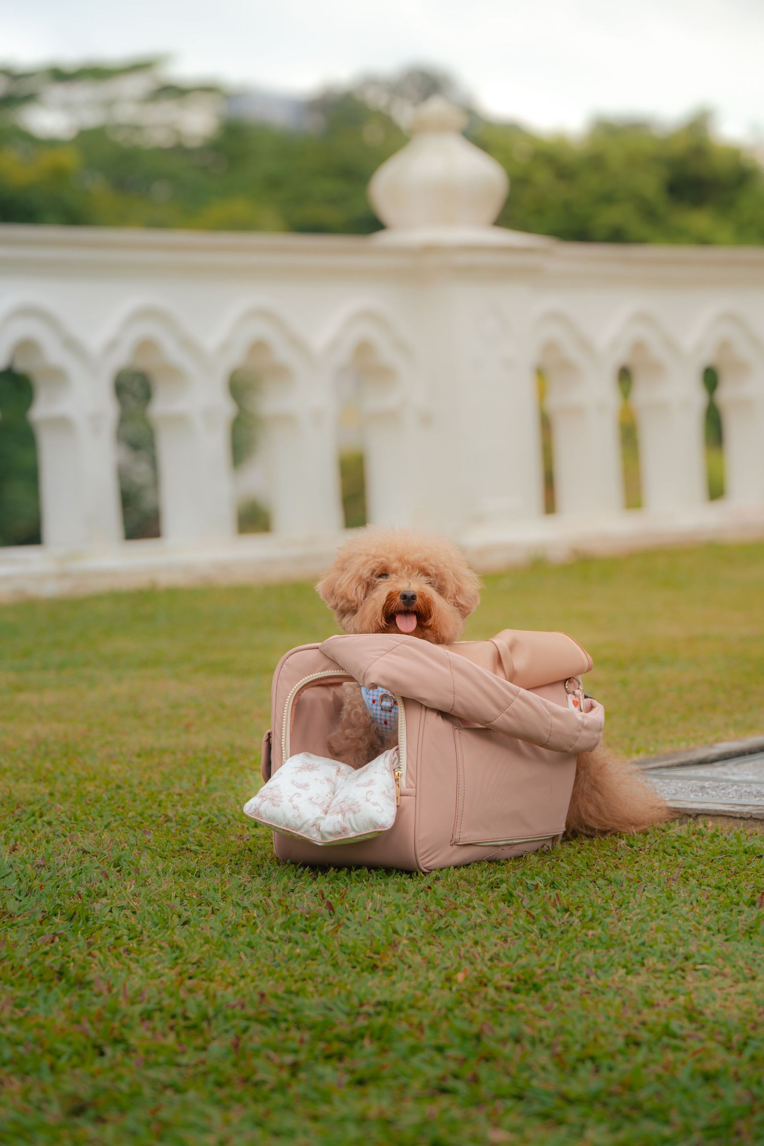 A fluffy apricot poodle sits happily in a pink pet carrier bag on green grass near a white arched structure.