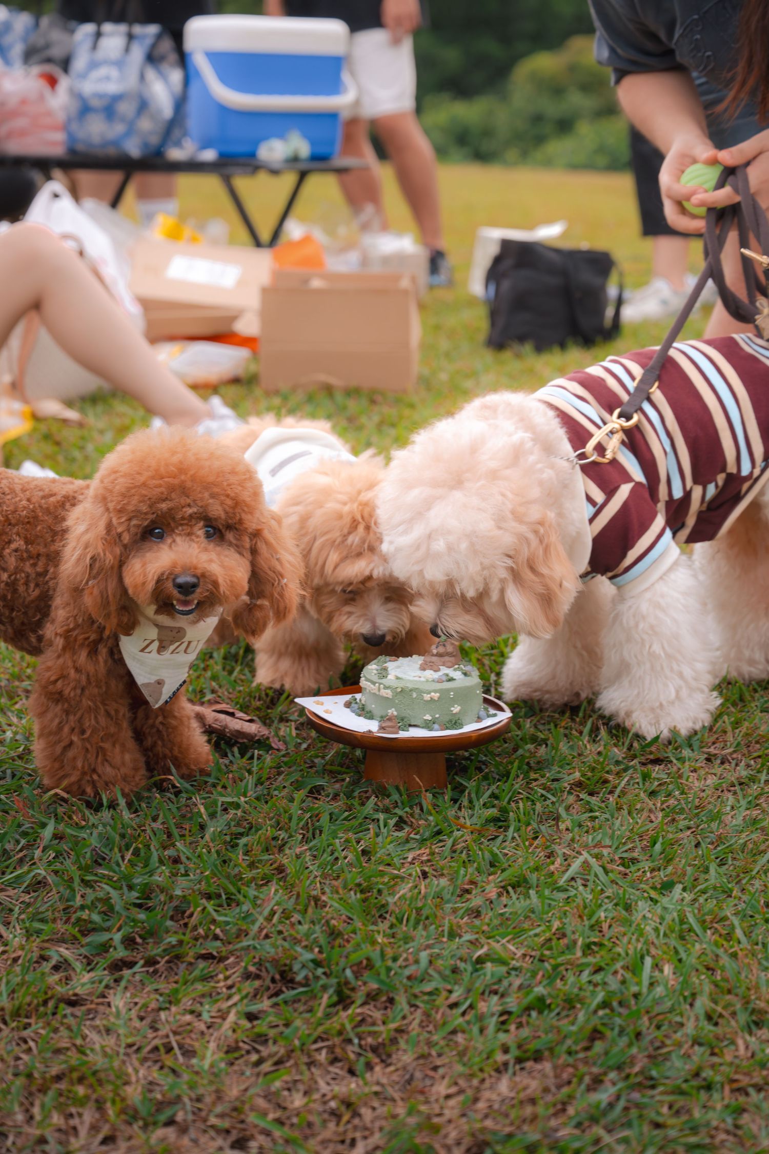 Three fluffy dogs in bandanas and sweaters share a small green cake on grass at an outdoor pet birthday party.