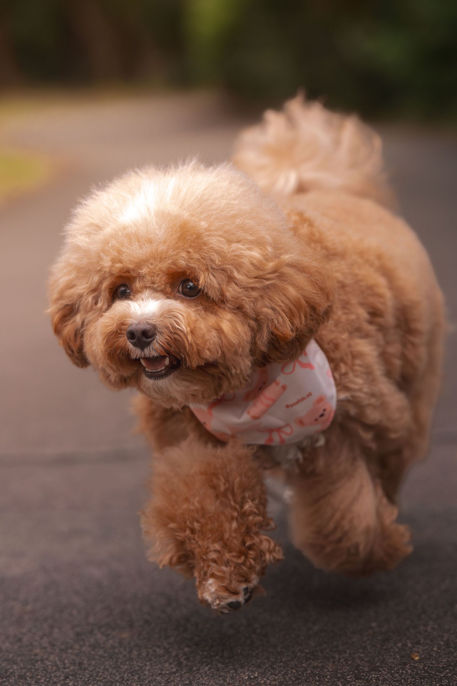 A sequence of photos showing a small brown poodle running from left to right on a paved surface.